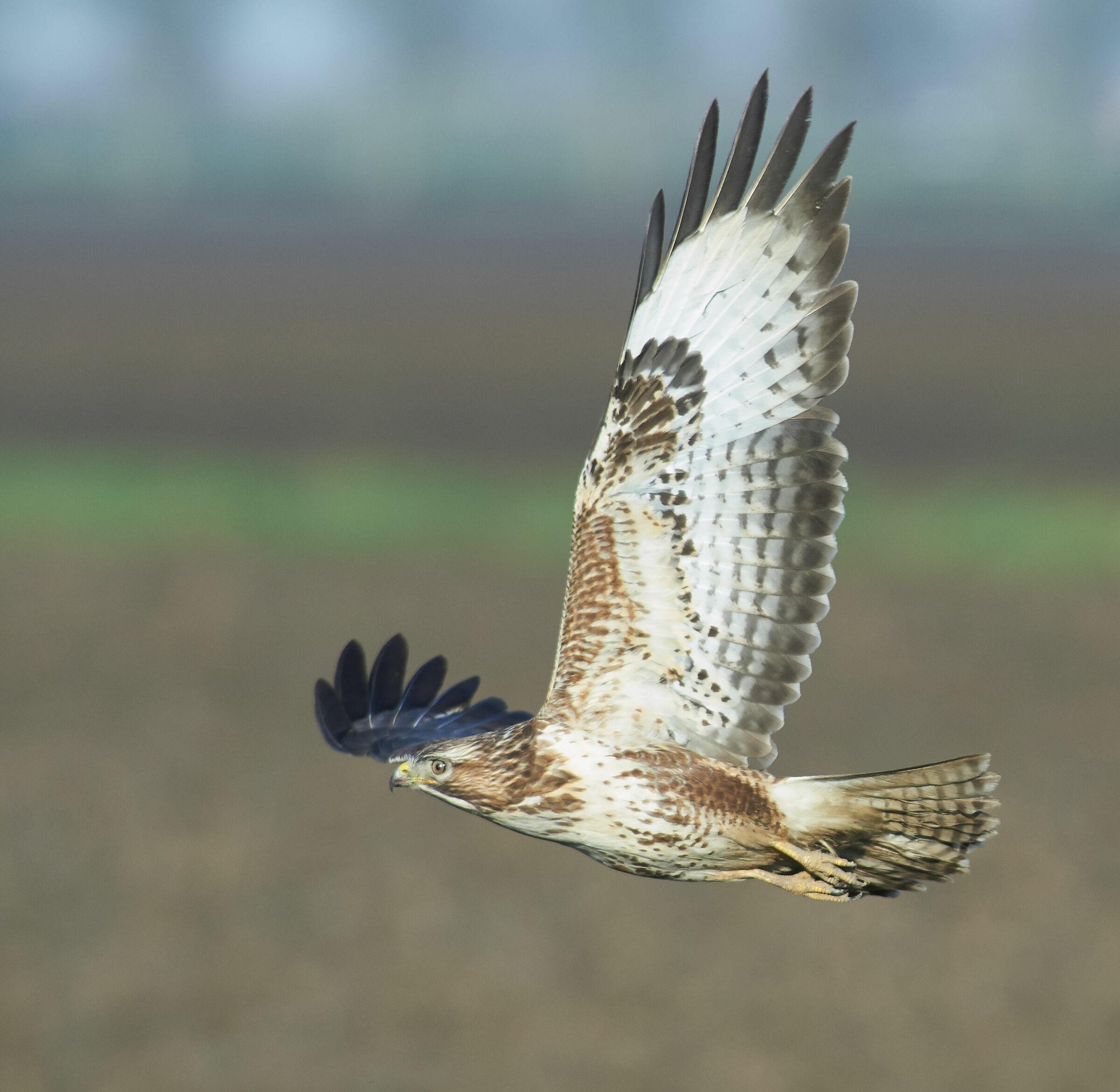 Buzzard comune europeo