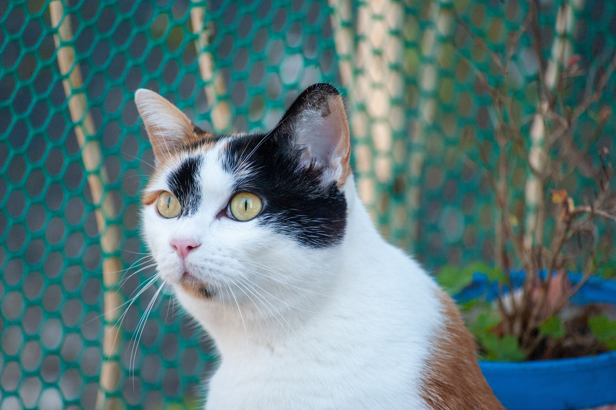 Lucy with a Rimba Face