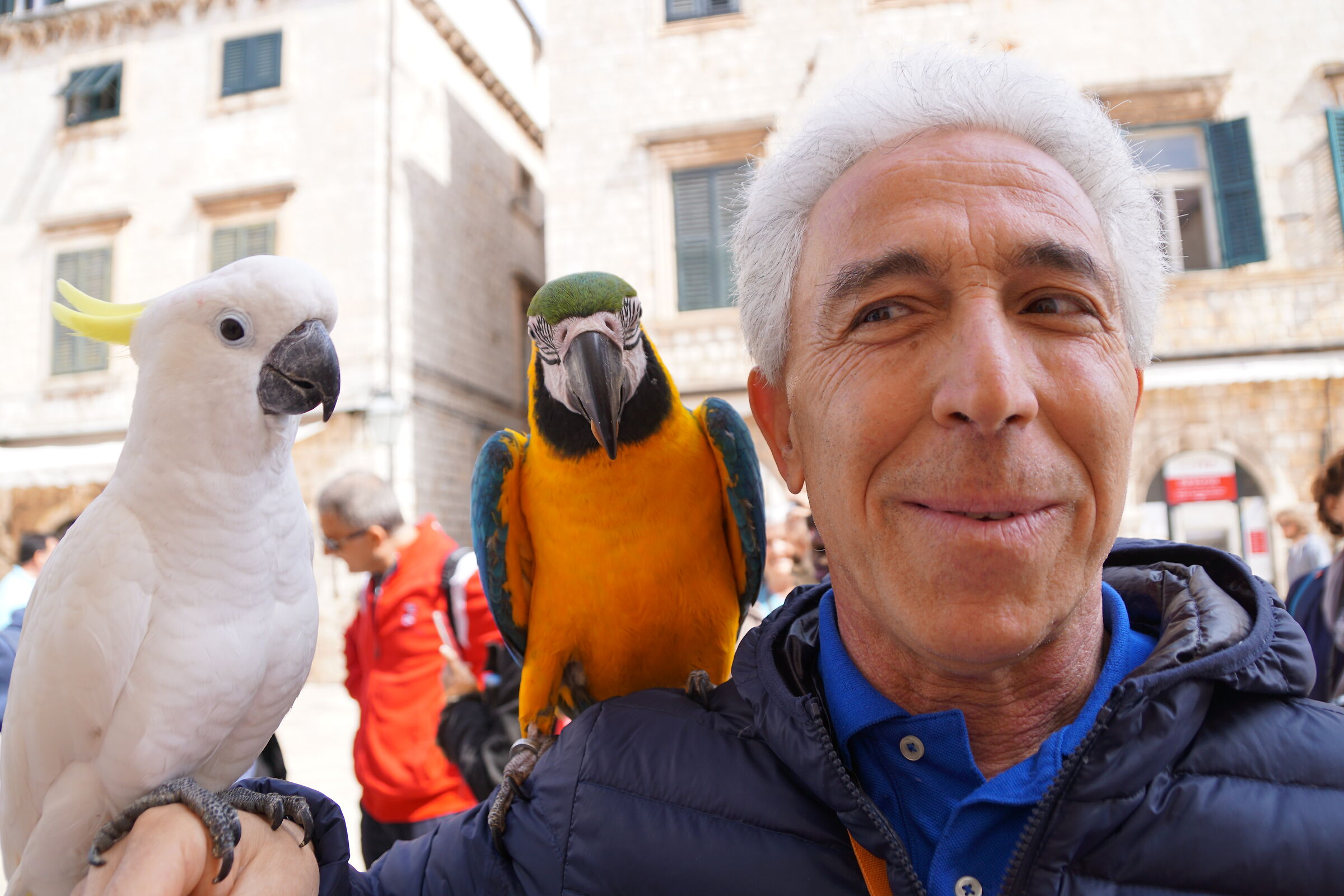 Pappagalli sul corso a Dubrovnik