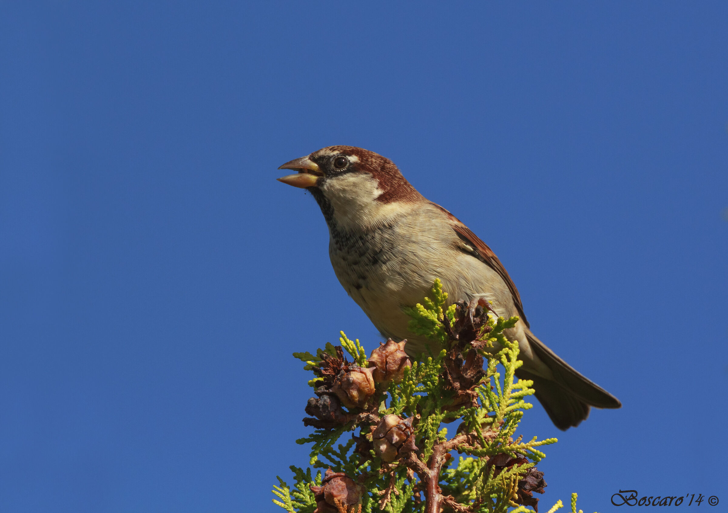 Sparrow