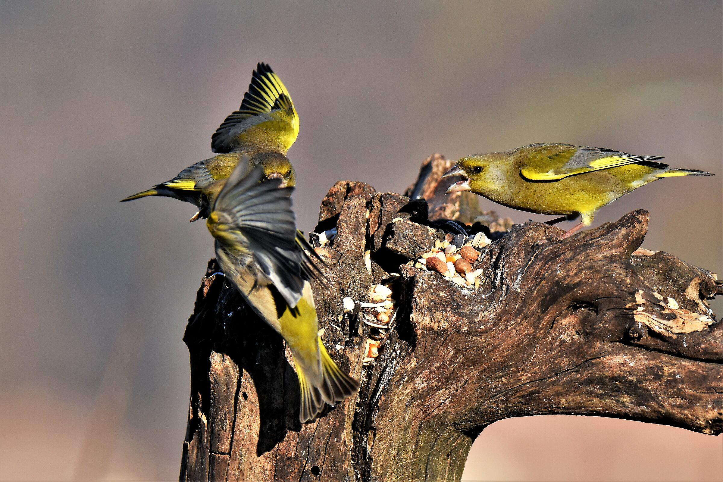 seven-day argument!!!