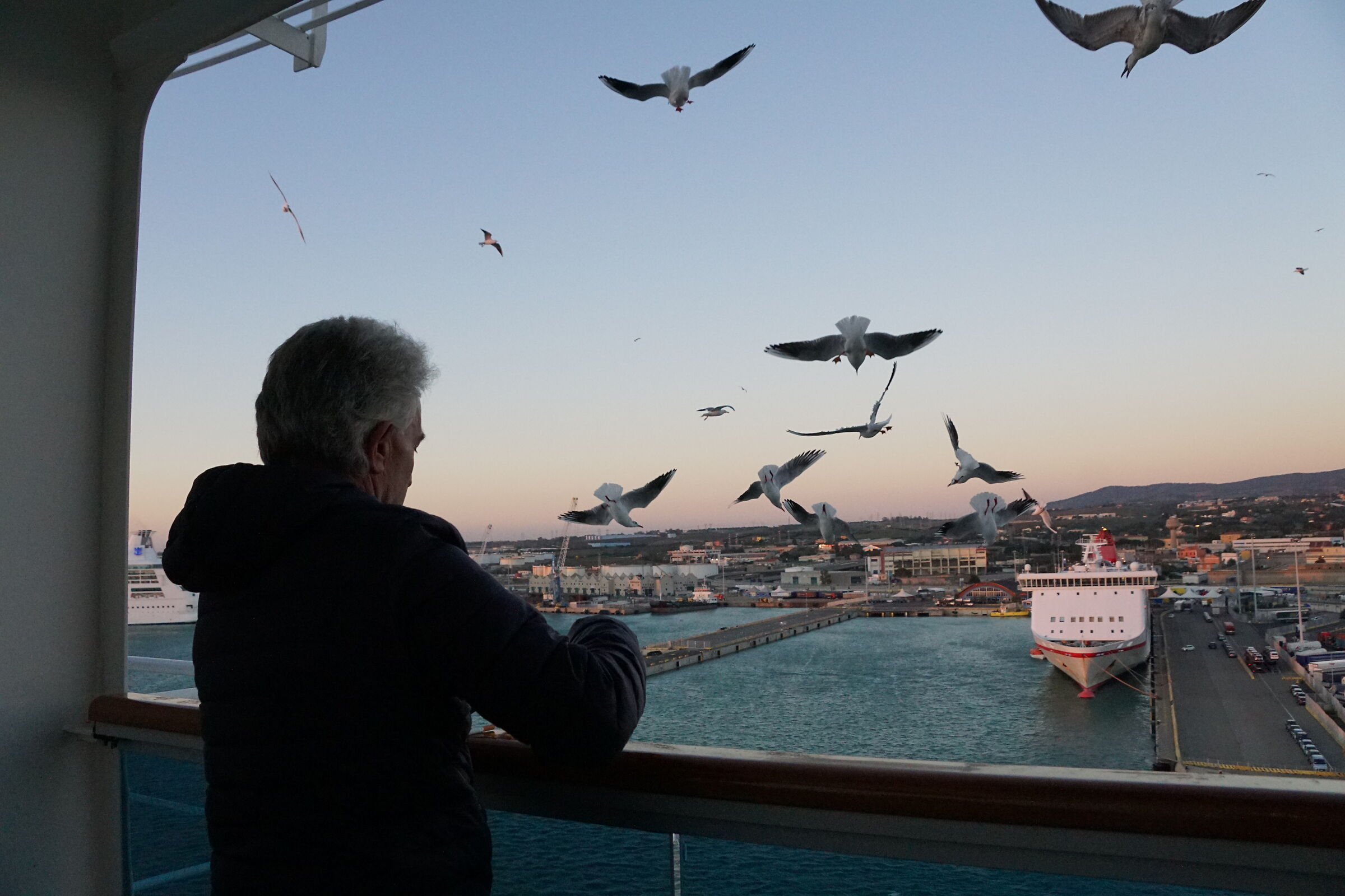 And after the cat, the dog the seagulls