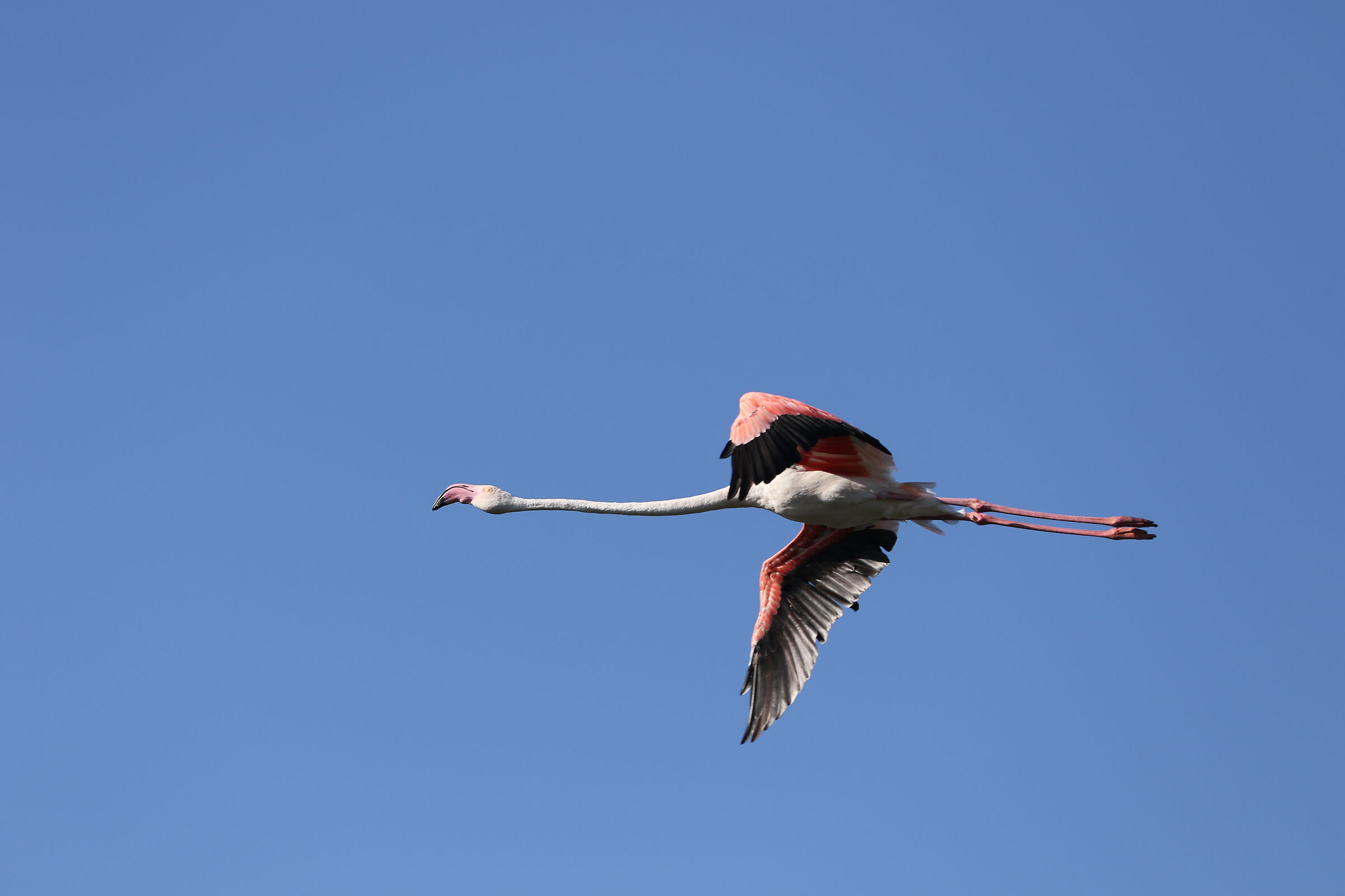Flamingo in flight
