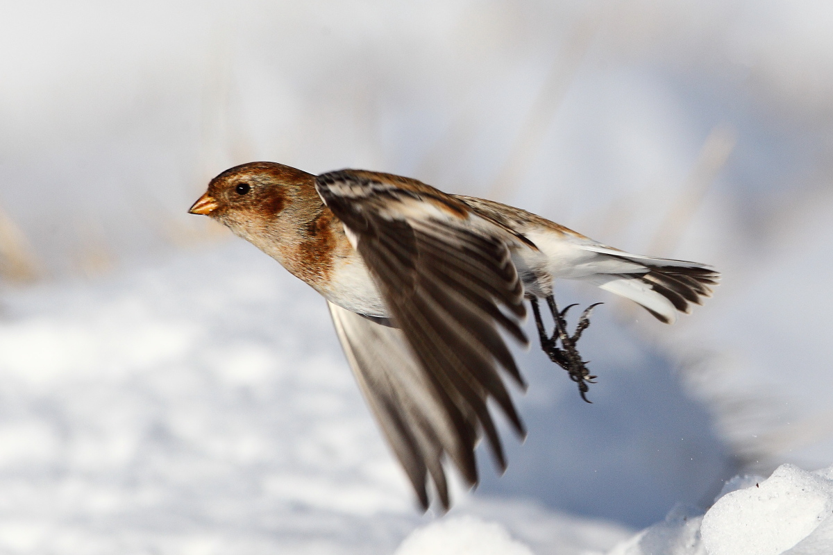 Snow Bunting
