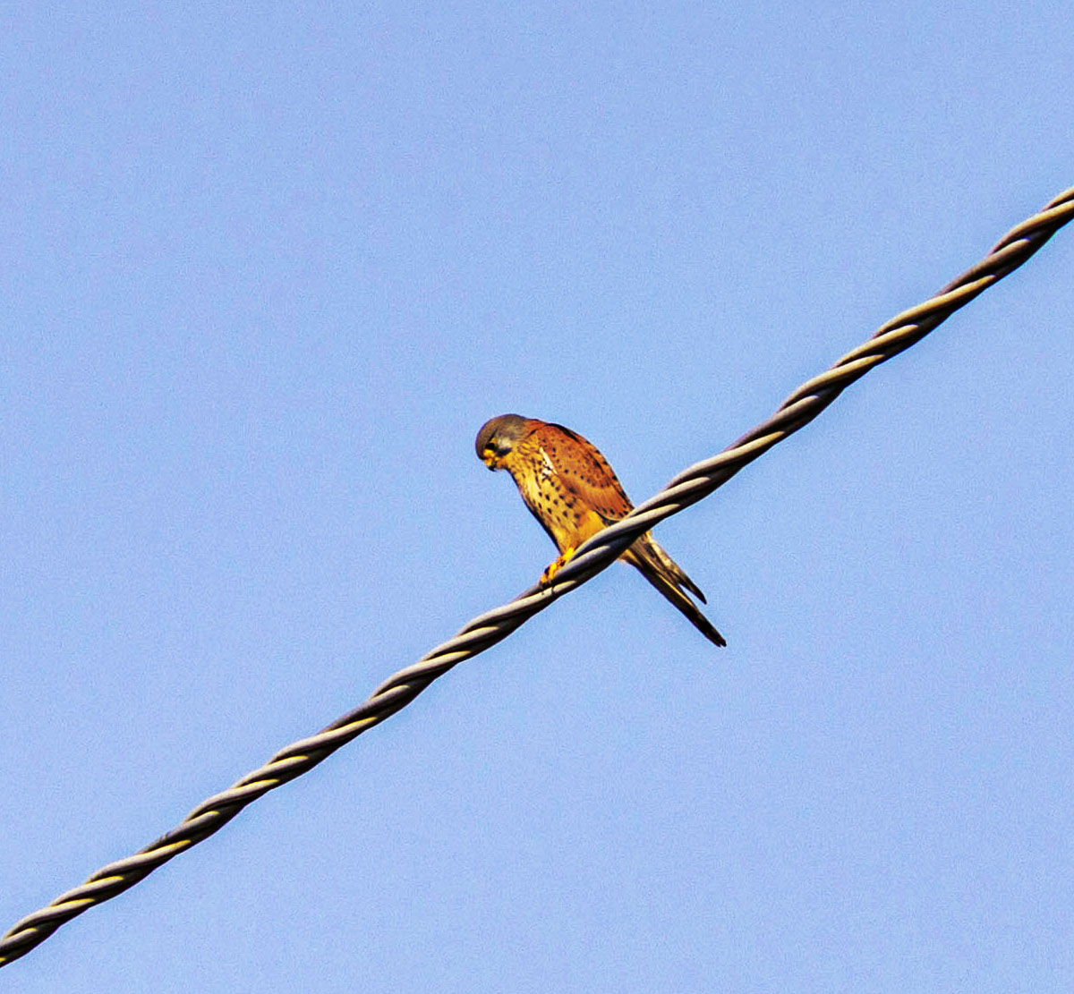 Kestrel