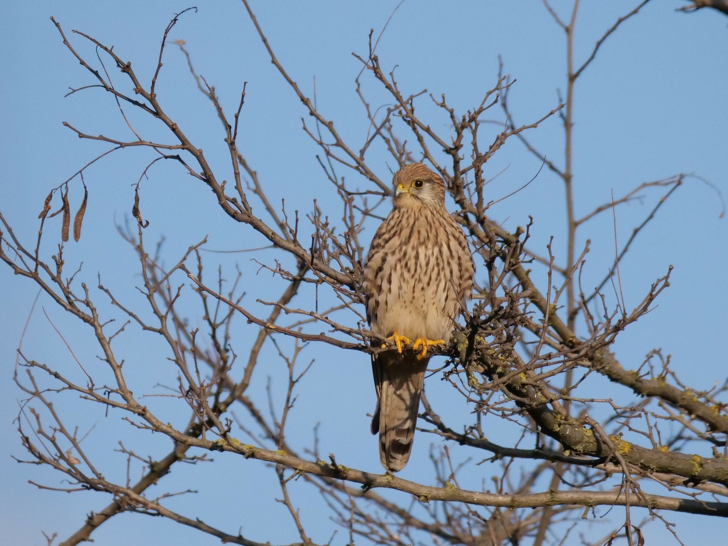 Gheppio (Falco tinnunculus)