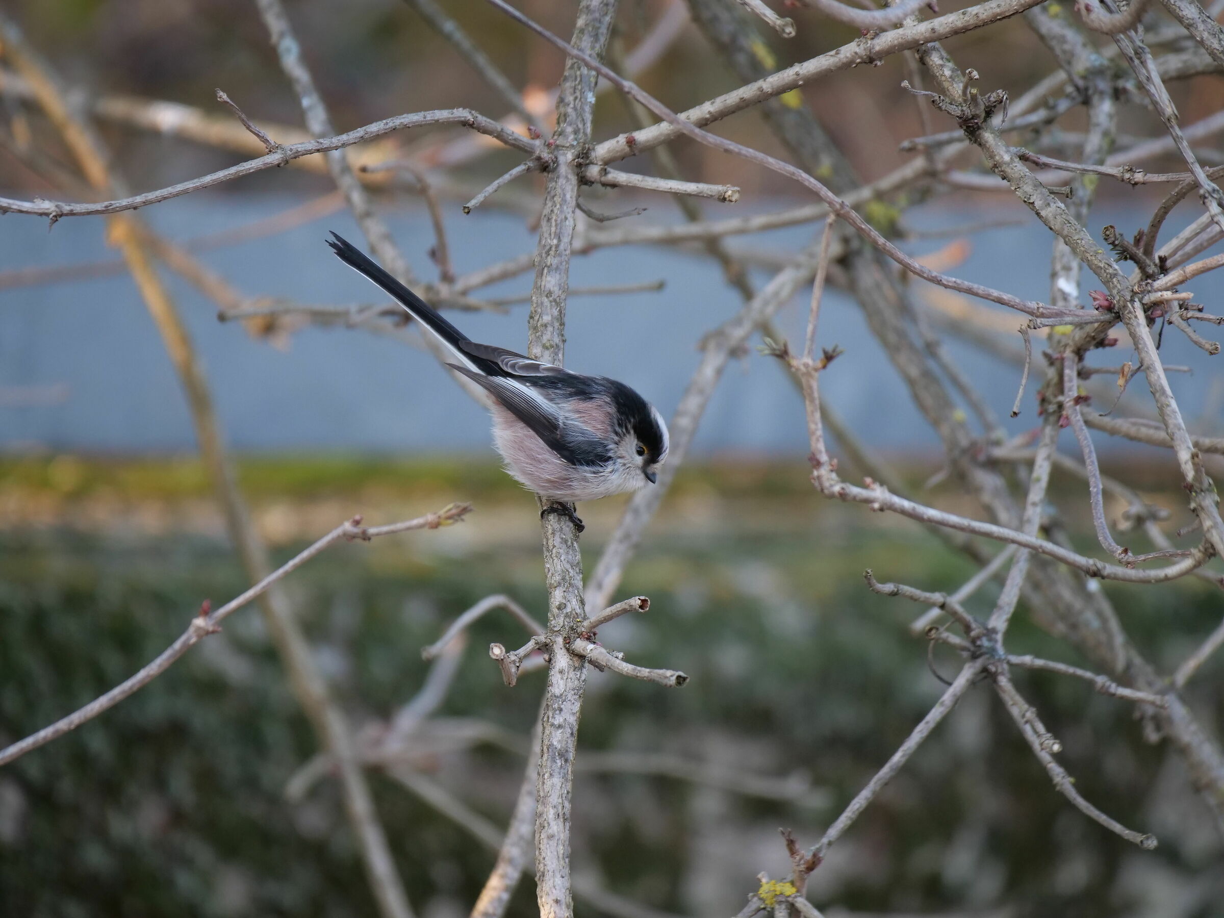 Codibugnol (Aegithalos caudatus)