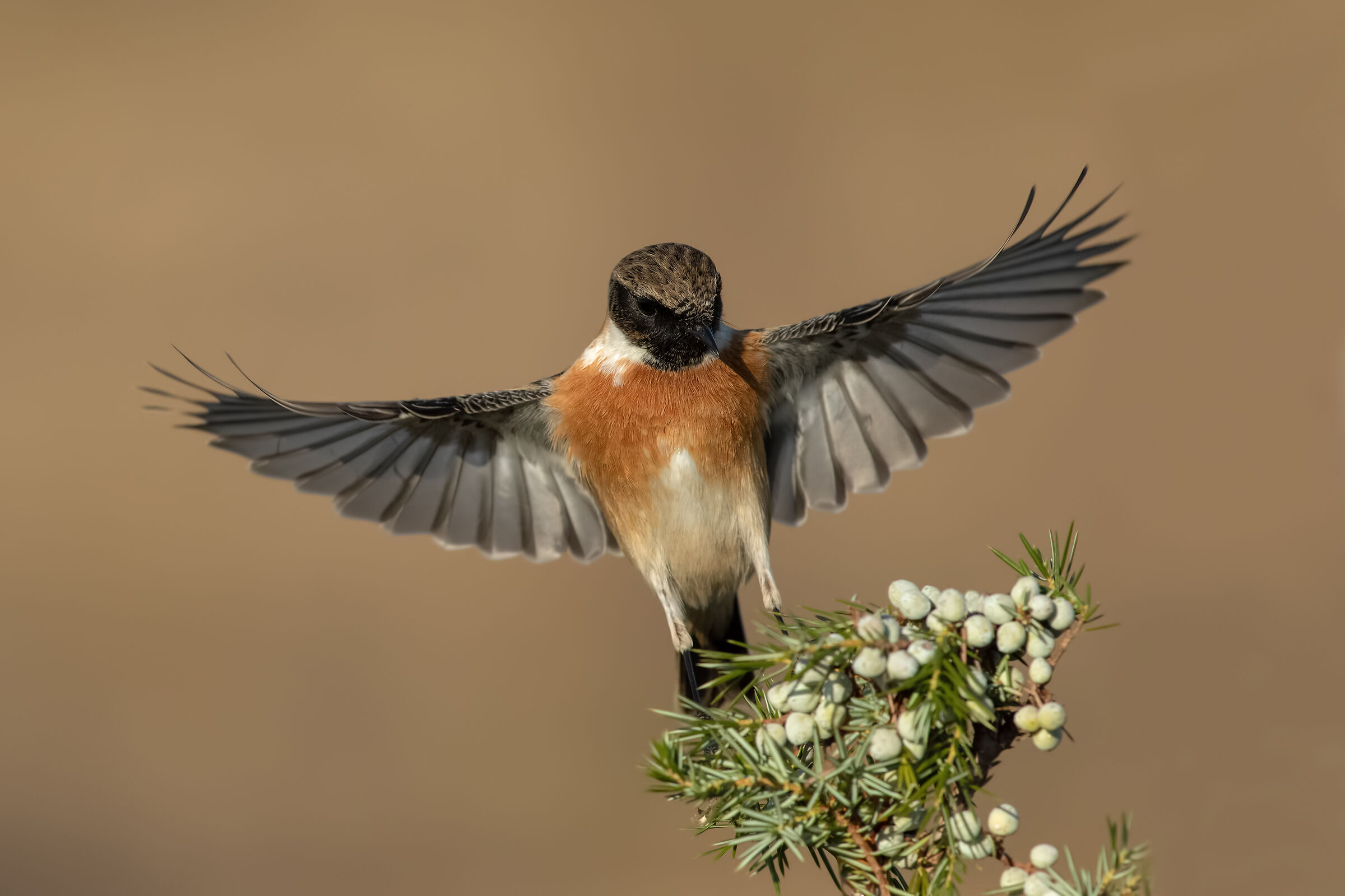 Saltimpalo - European Stonechat