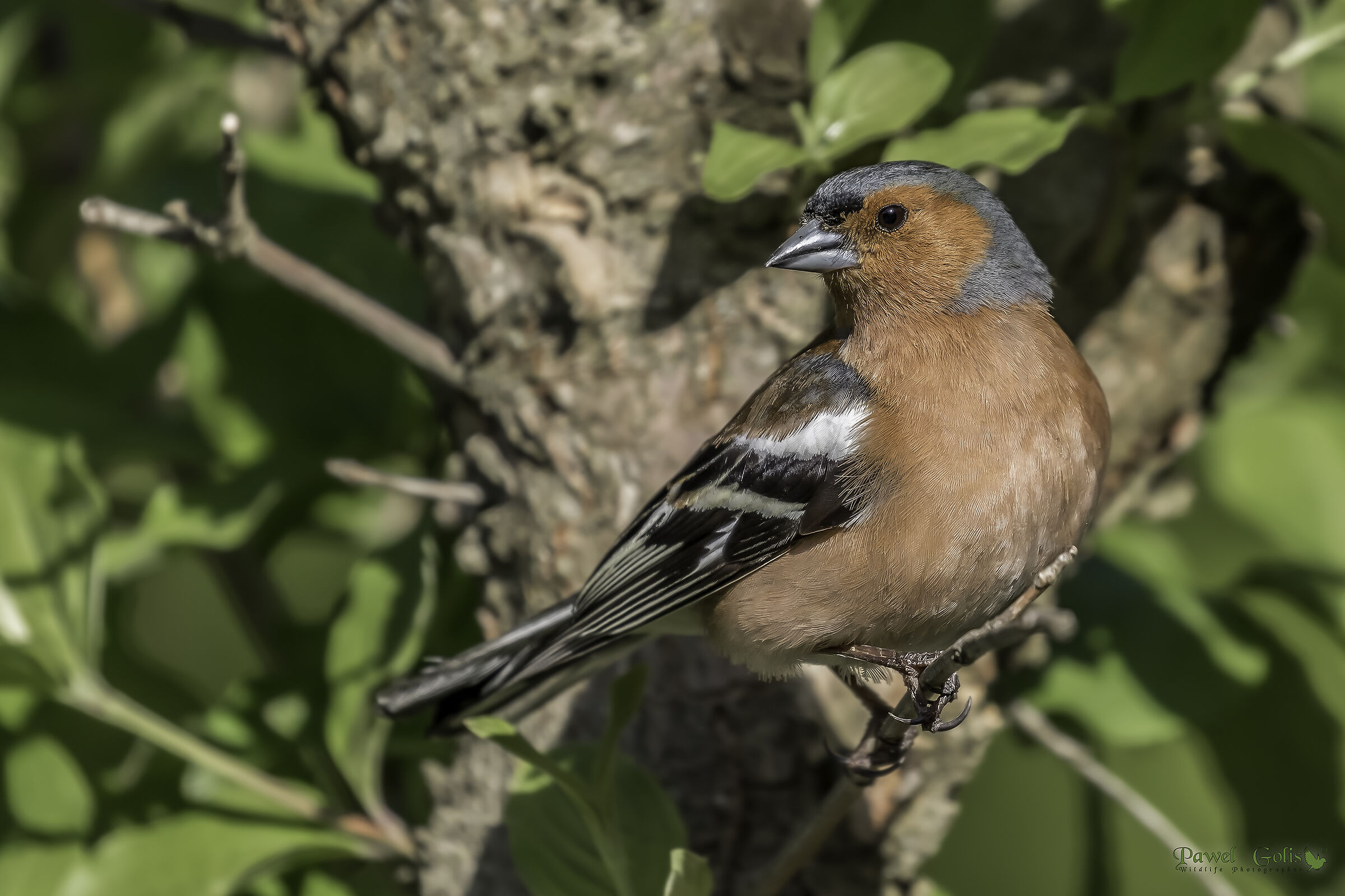 Common chaffinch (Fringilla coelebs)