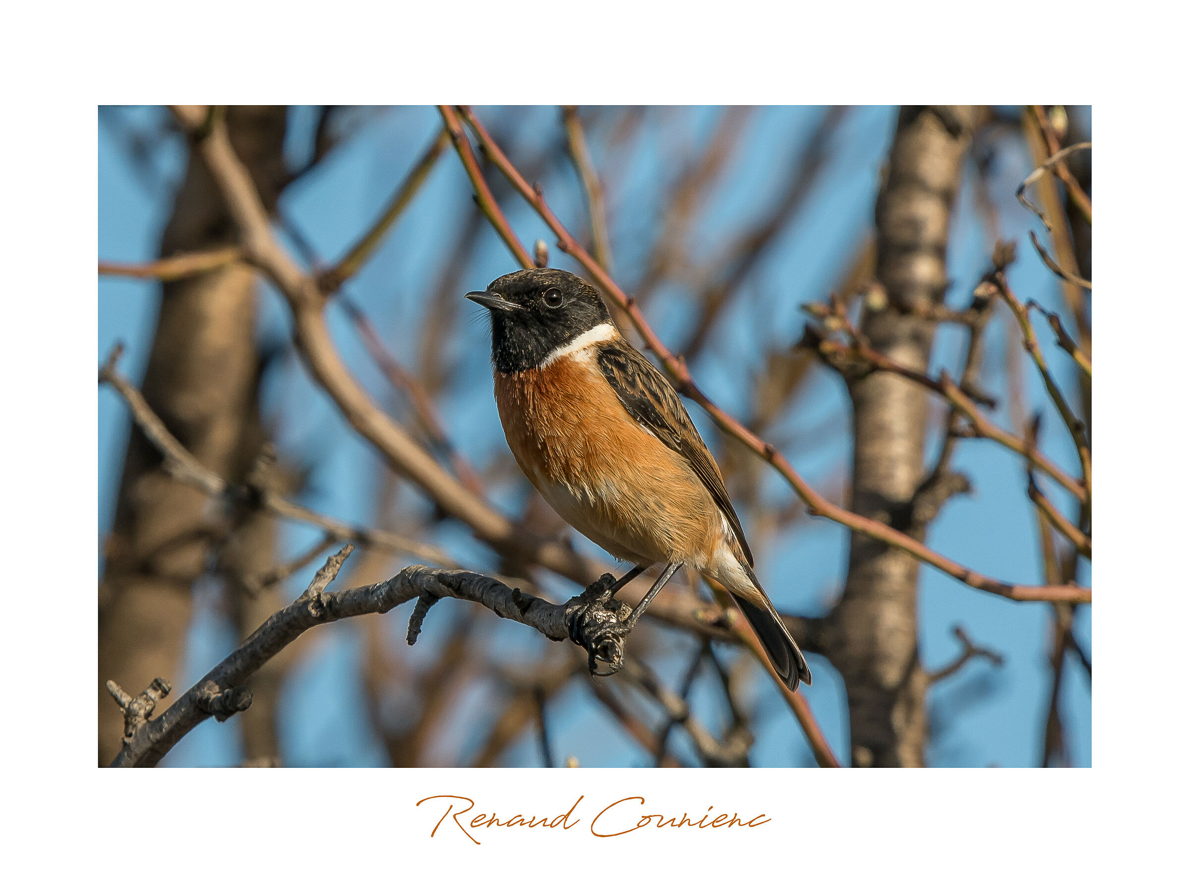 Tarier p'tre (Saxicola rubicola)