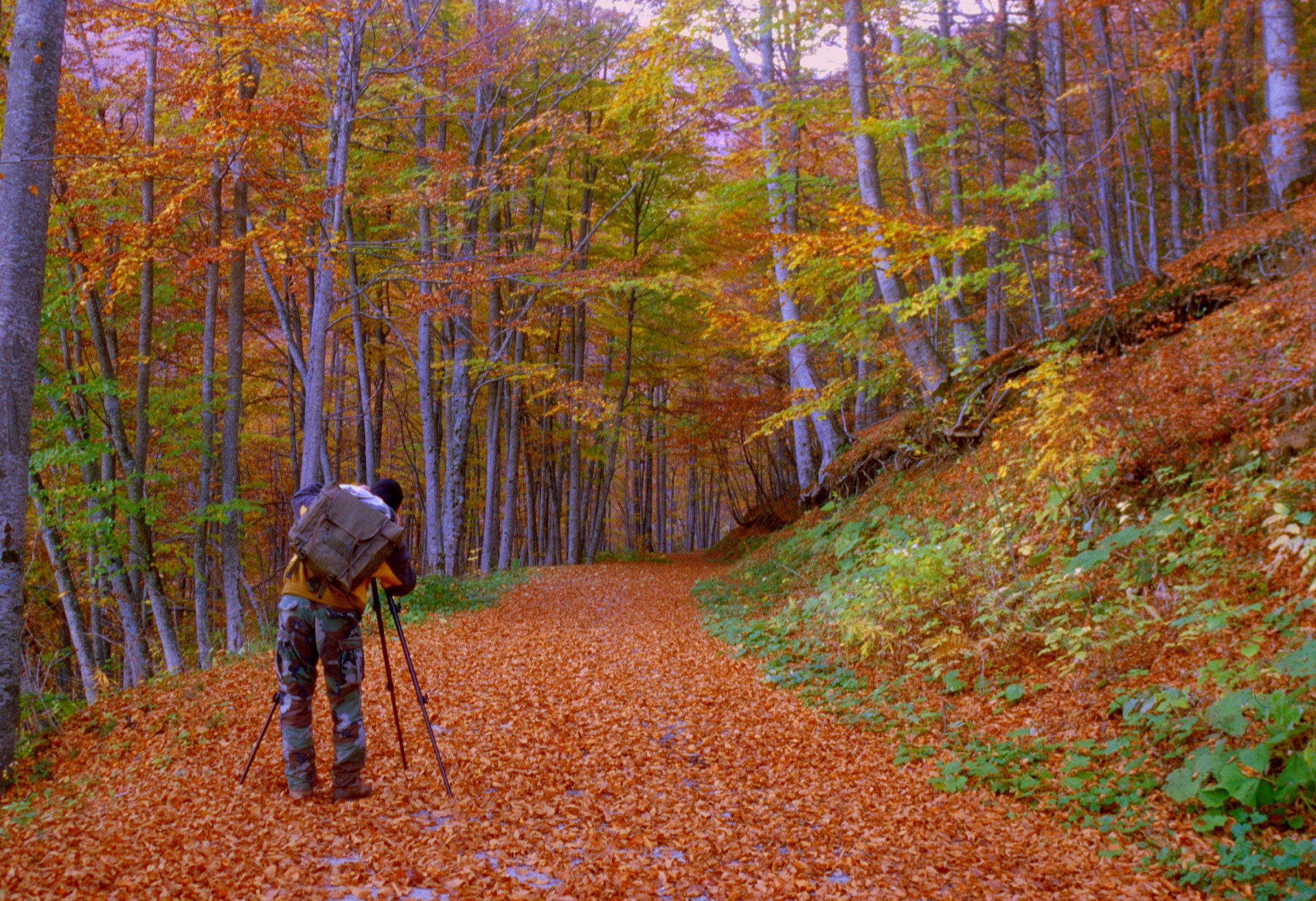 fotografi...autunnali