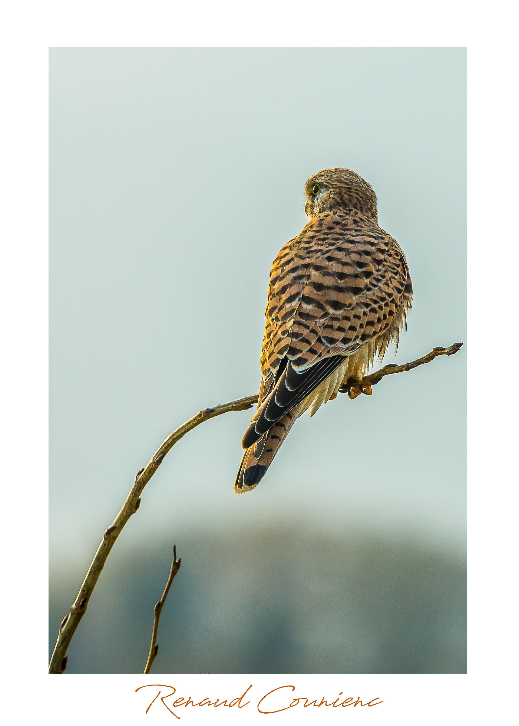 Si abitua alla mia presenza.