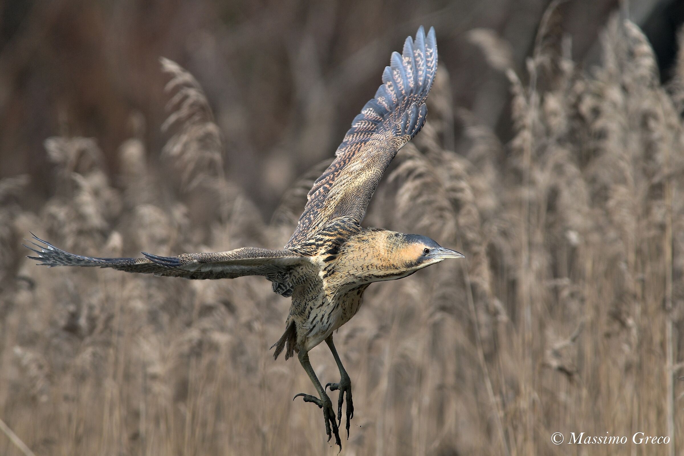 Tarabuse (Botaurus stellaris)