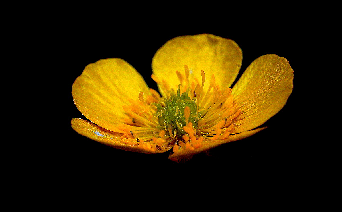 Non tutto è oro quel che luccica!