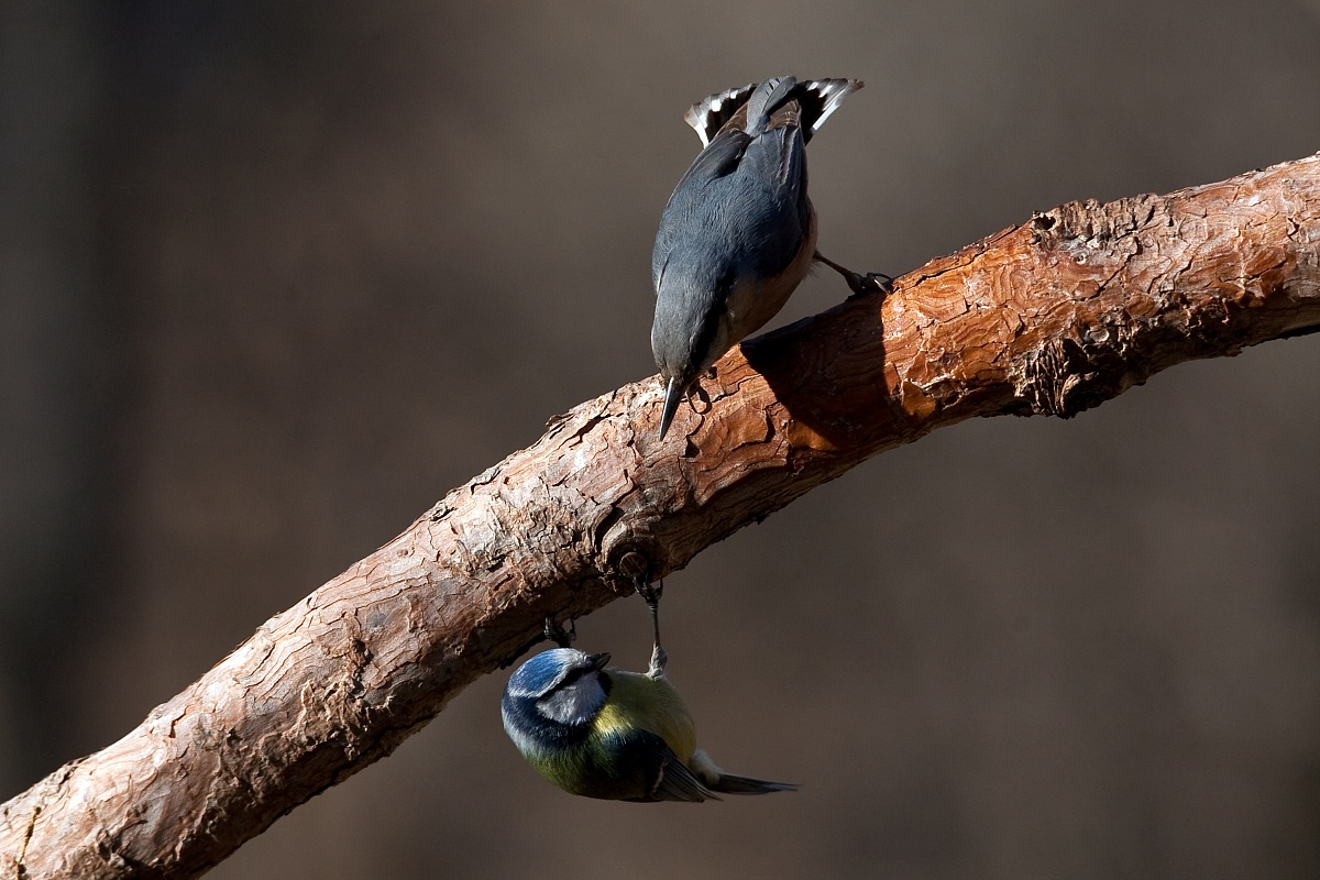 Muratore bisticcia con cinciarella