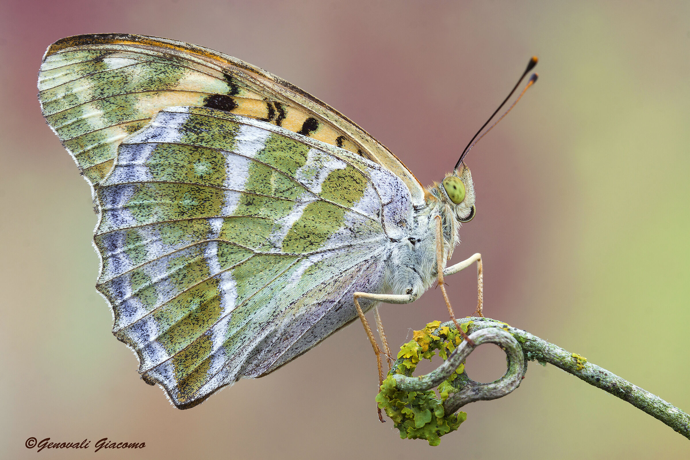 la rara argynnis pandora