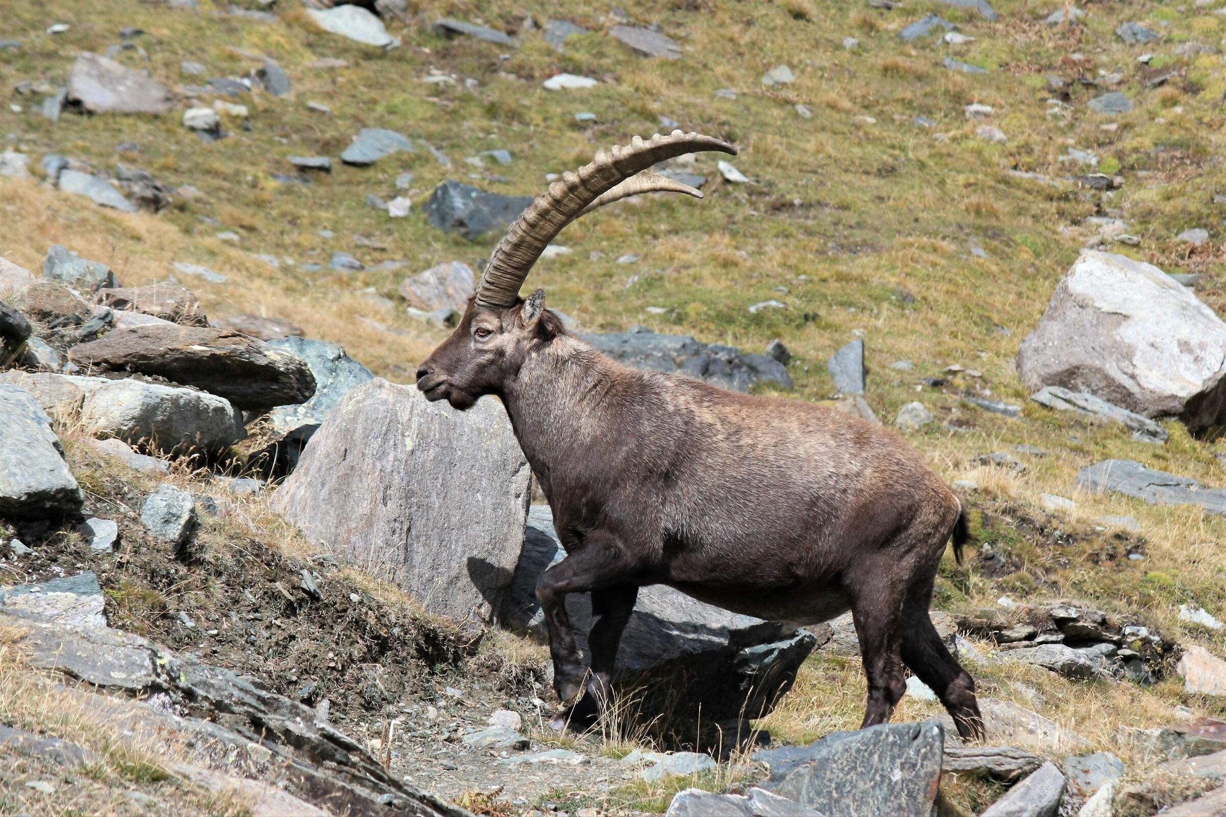 The King of the Alps