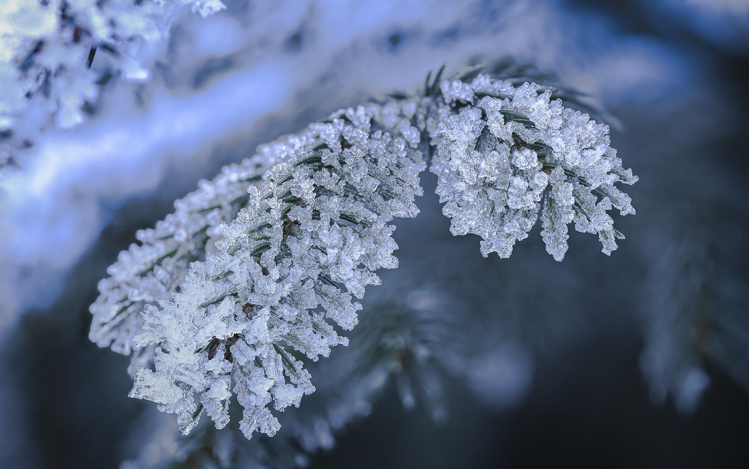 Cristalli di ghiaccio su abete rosso