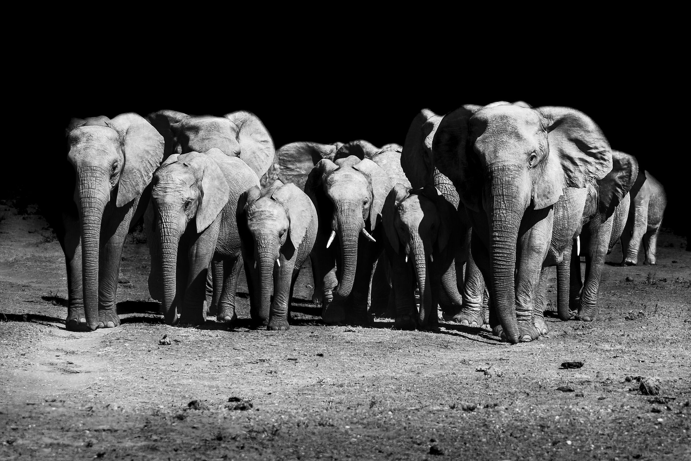 Elefanti Low Key B&W