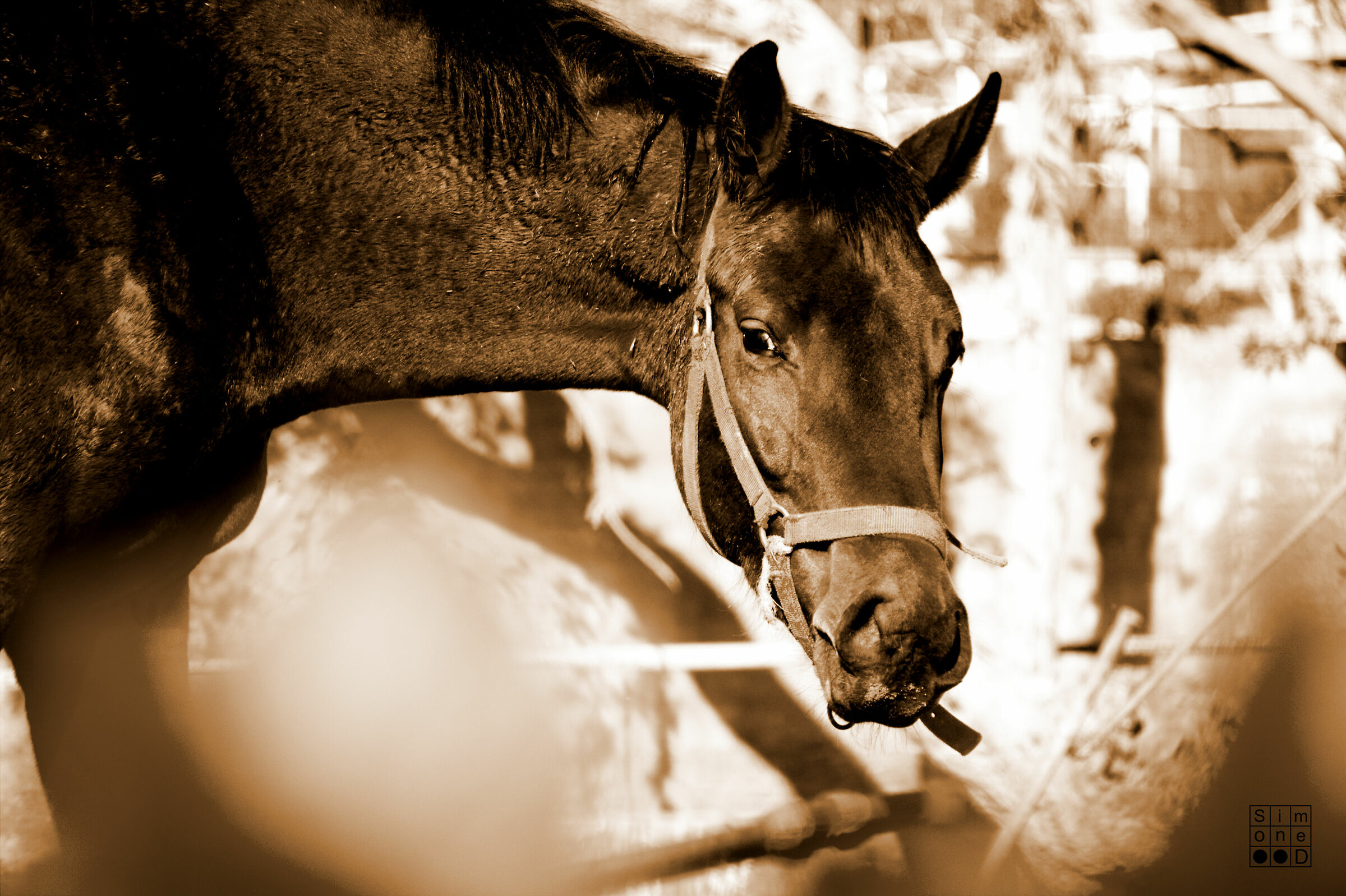 La mia prima foto ritratto...Vi presento Lady!!!