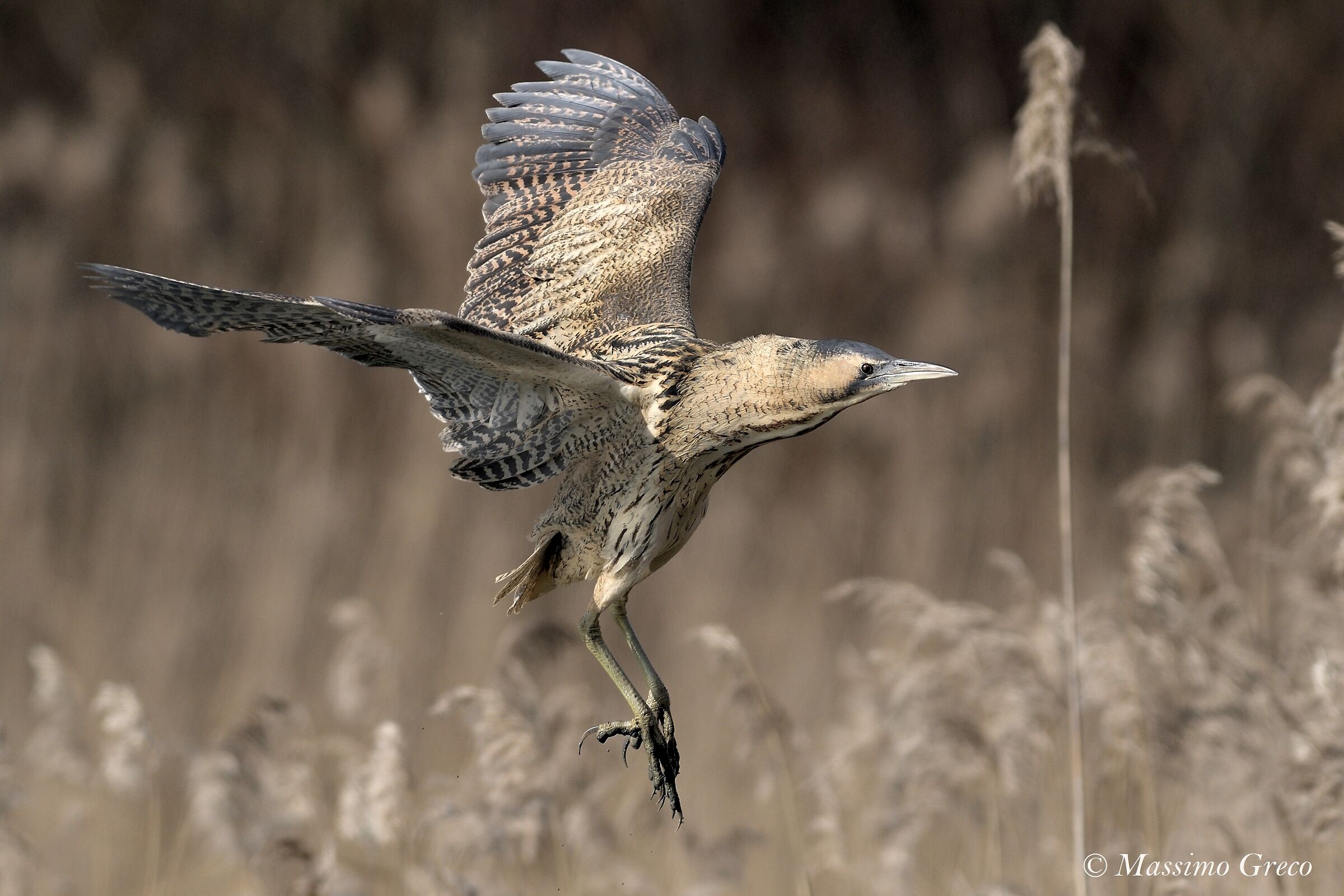Tarabuse (Botaurus stellaris)