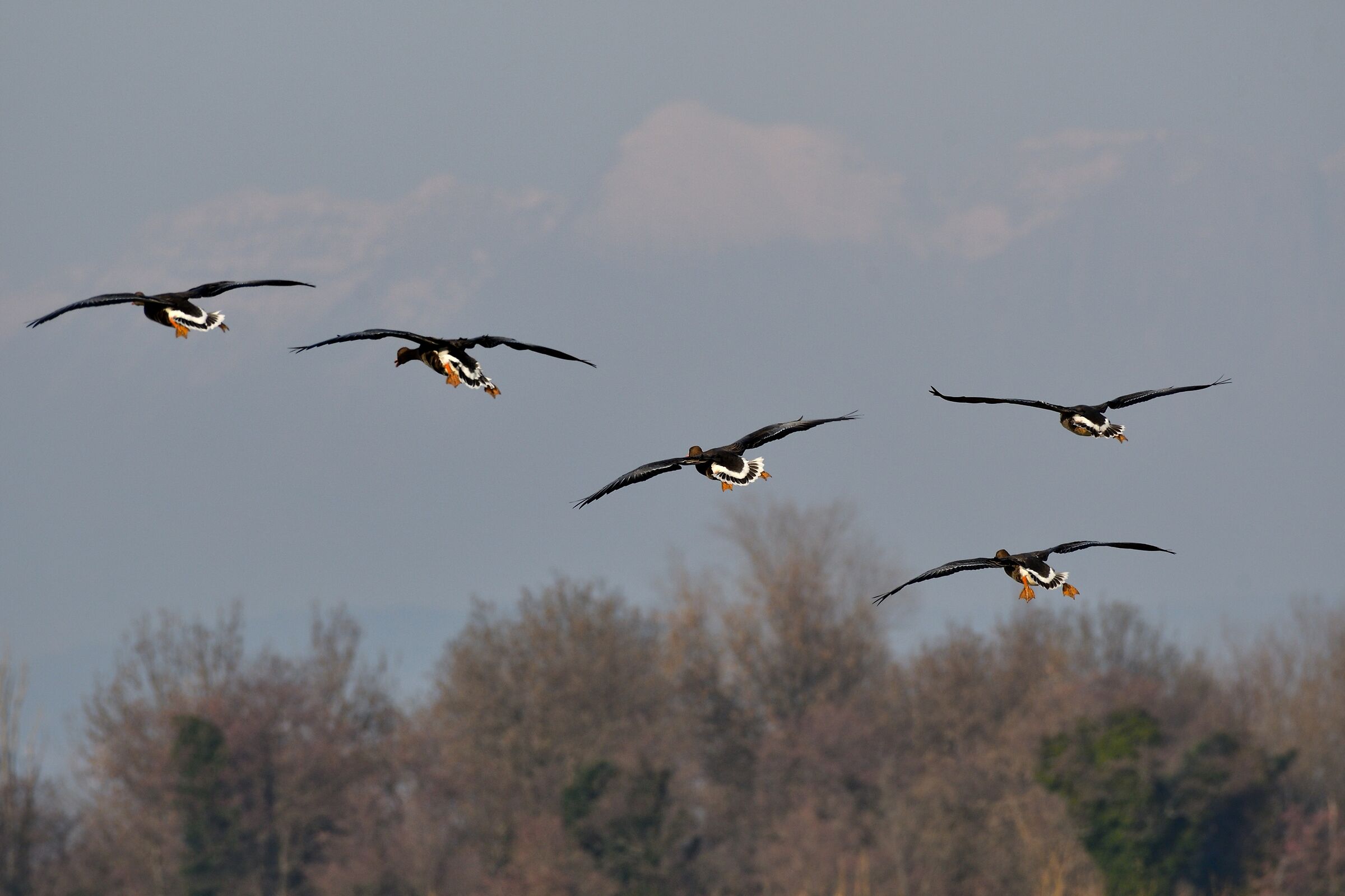 lombardelle lato B ...