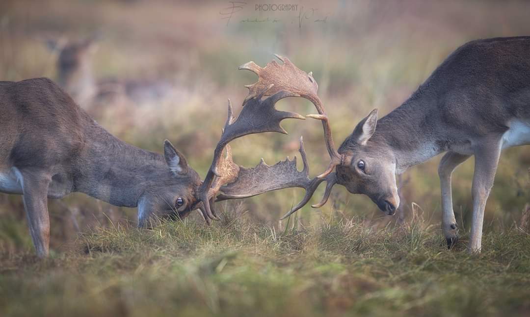 Territorial supremacy