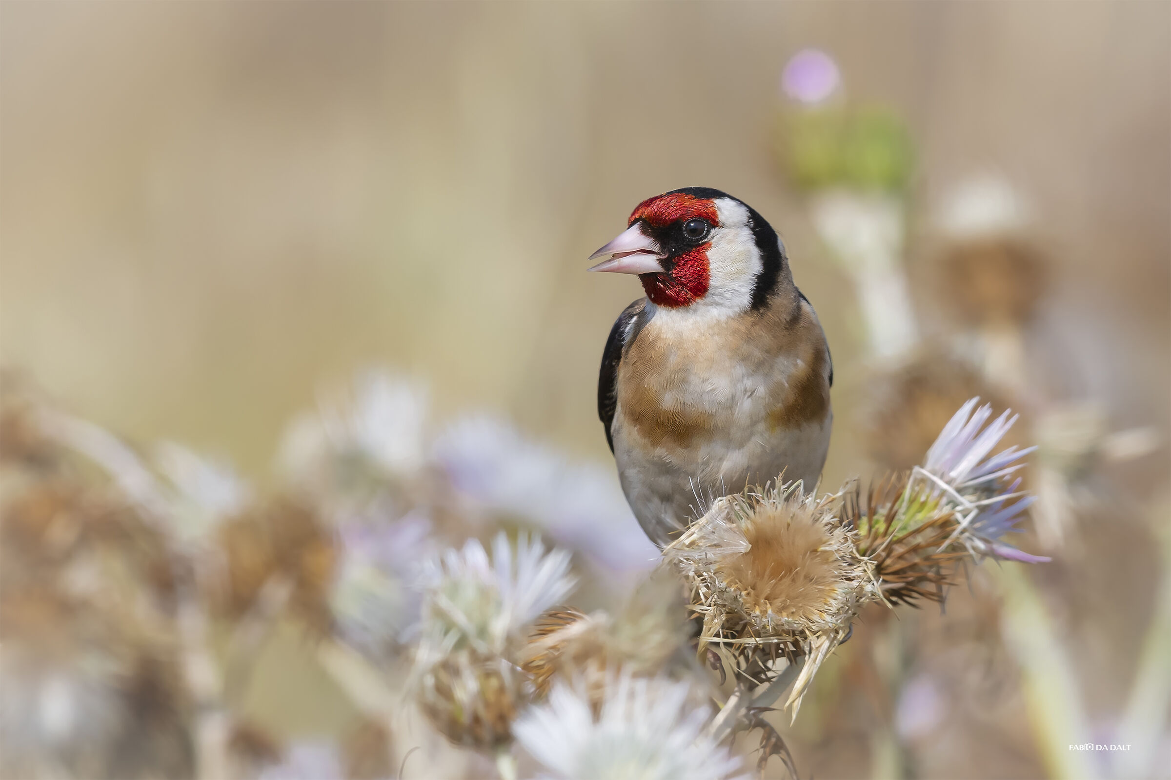 Goldfinch