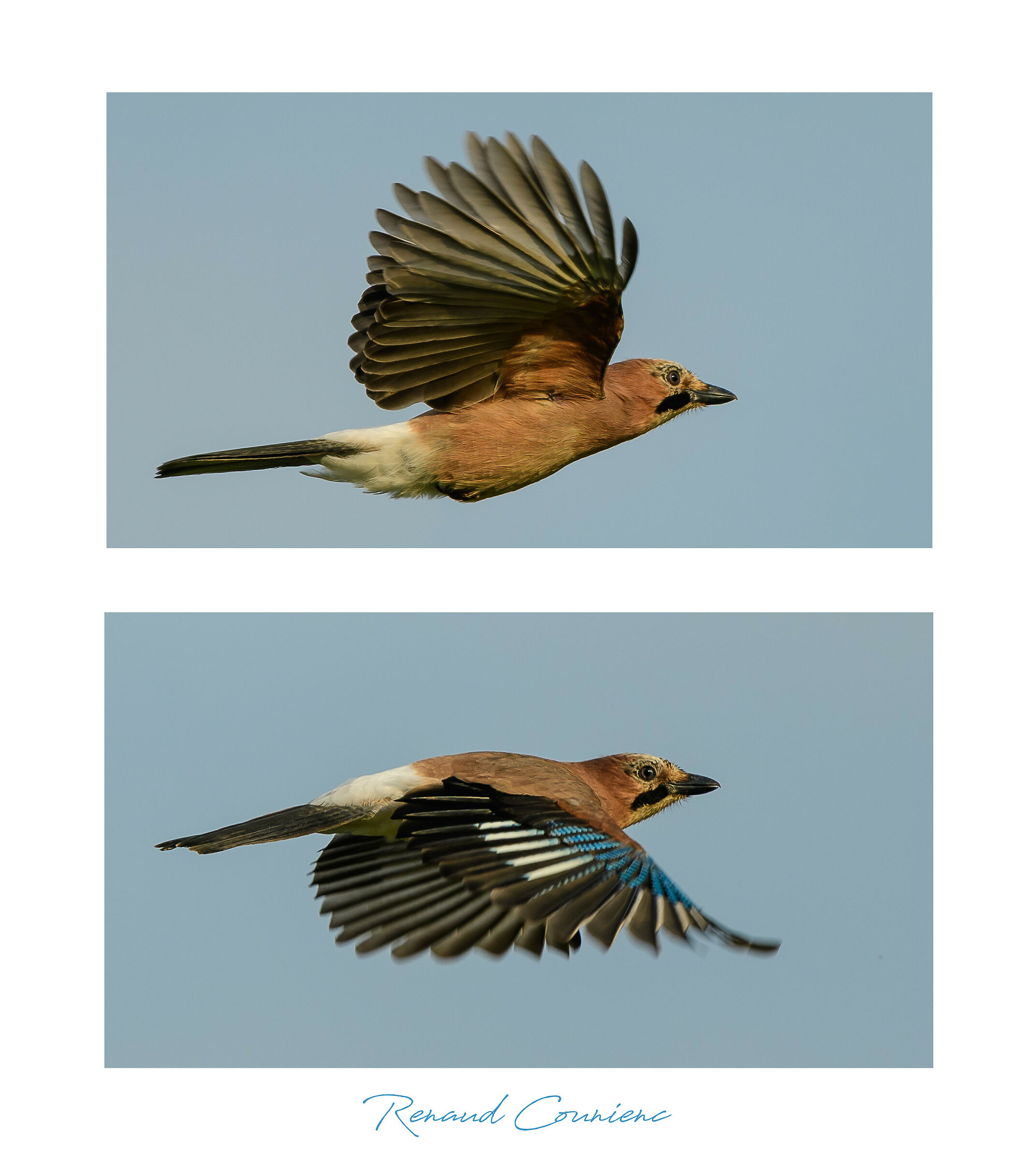 Ghiandaia eurasiatica (Garrulus glandarius)