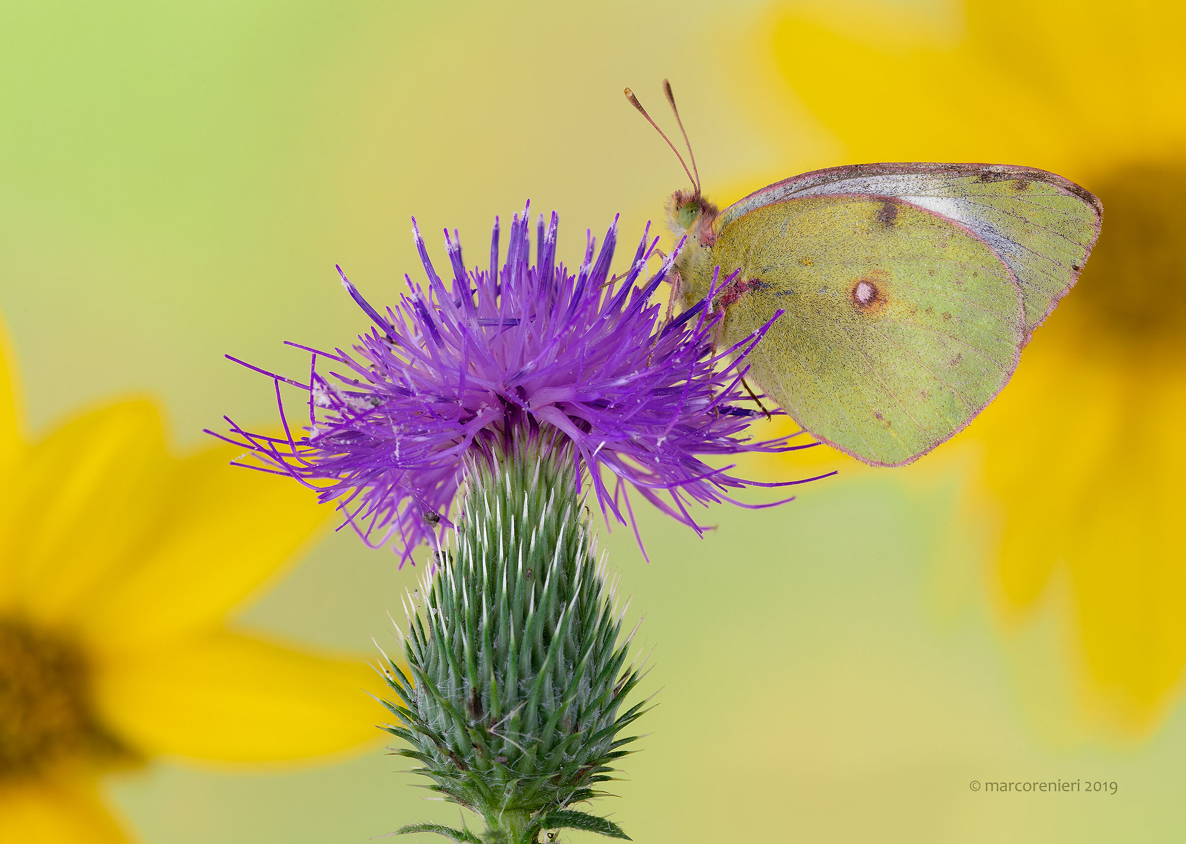 Colias