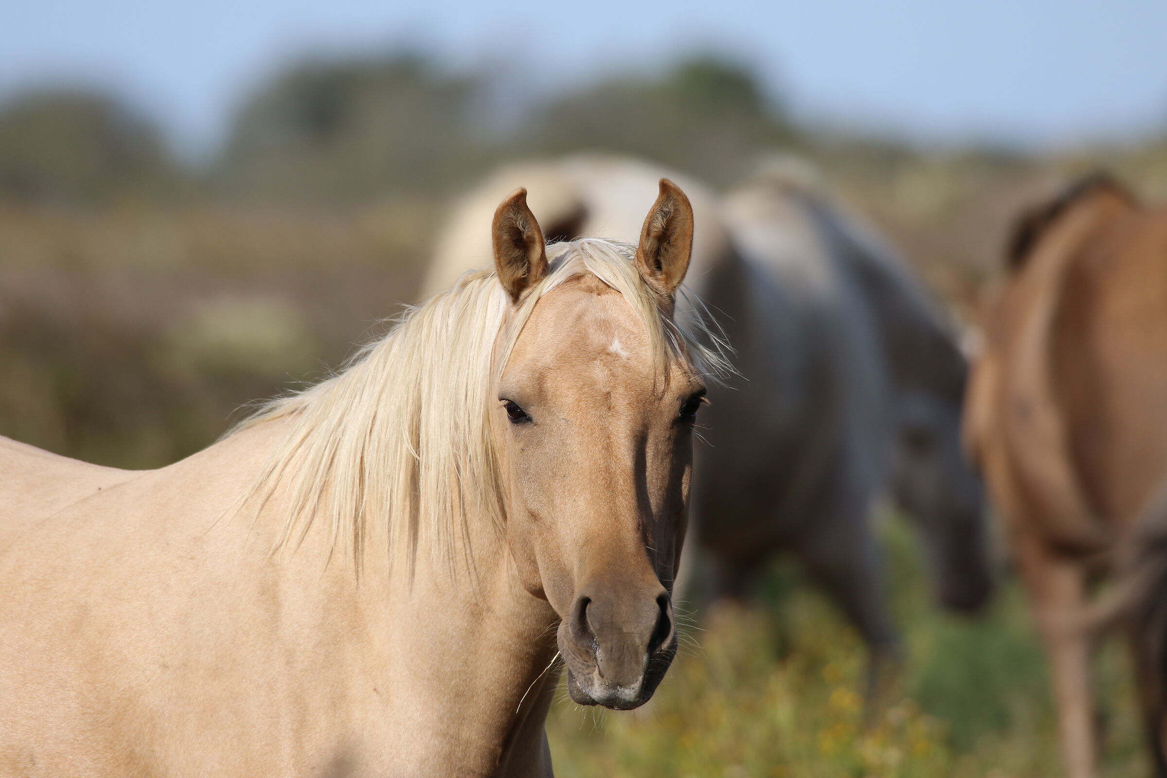 Horse of Camargue