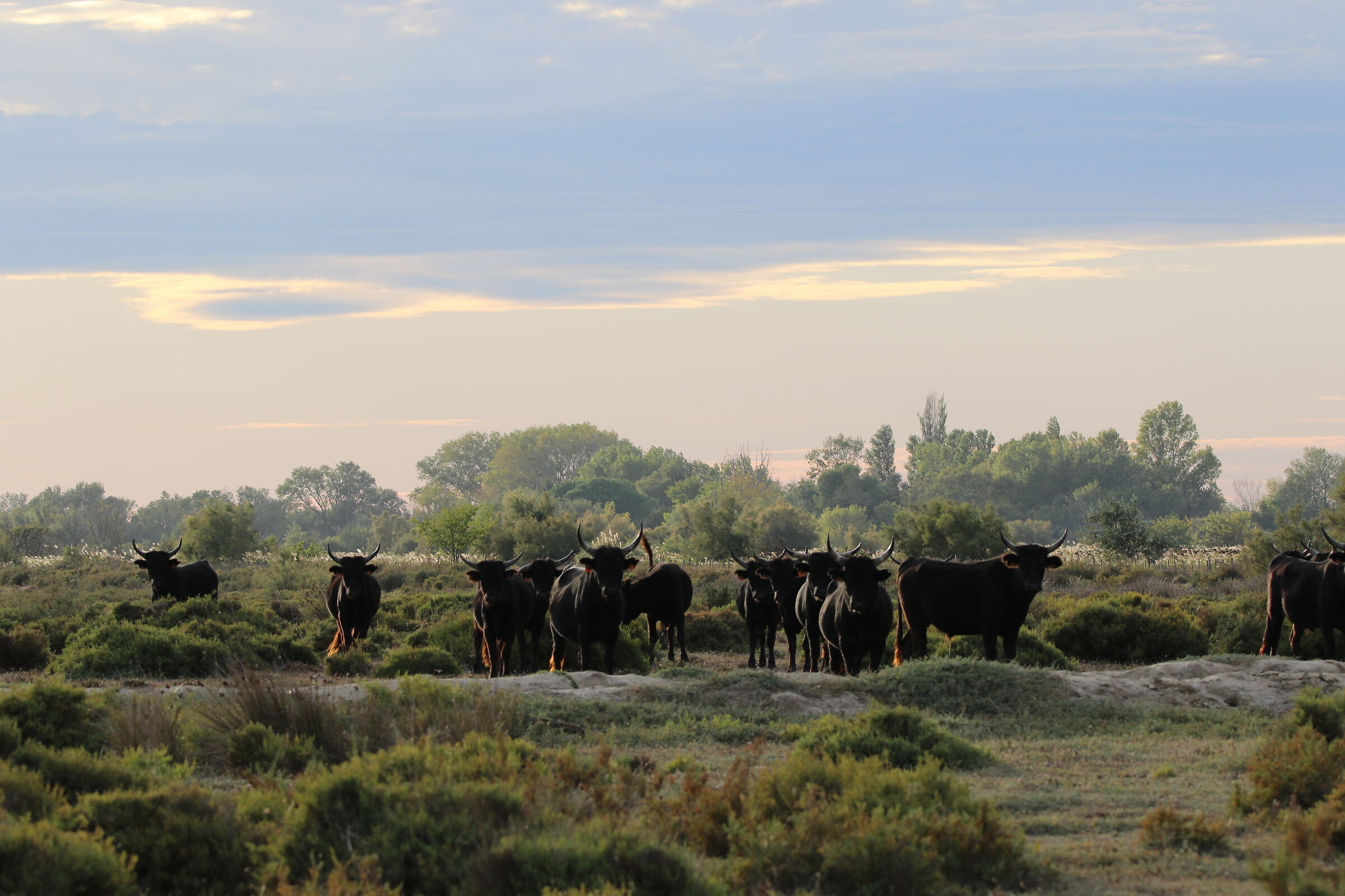 Bulls of Camargue