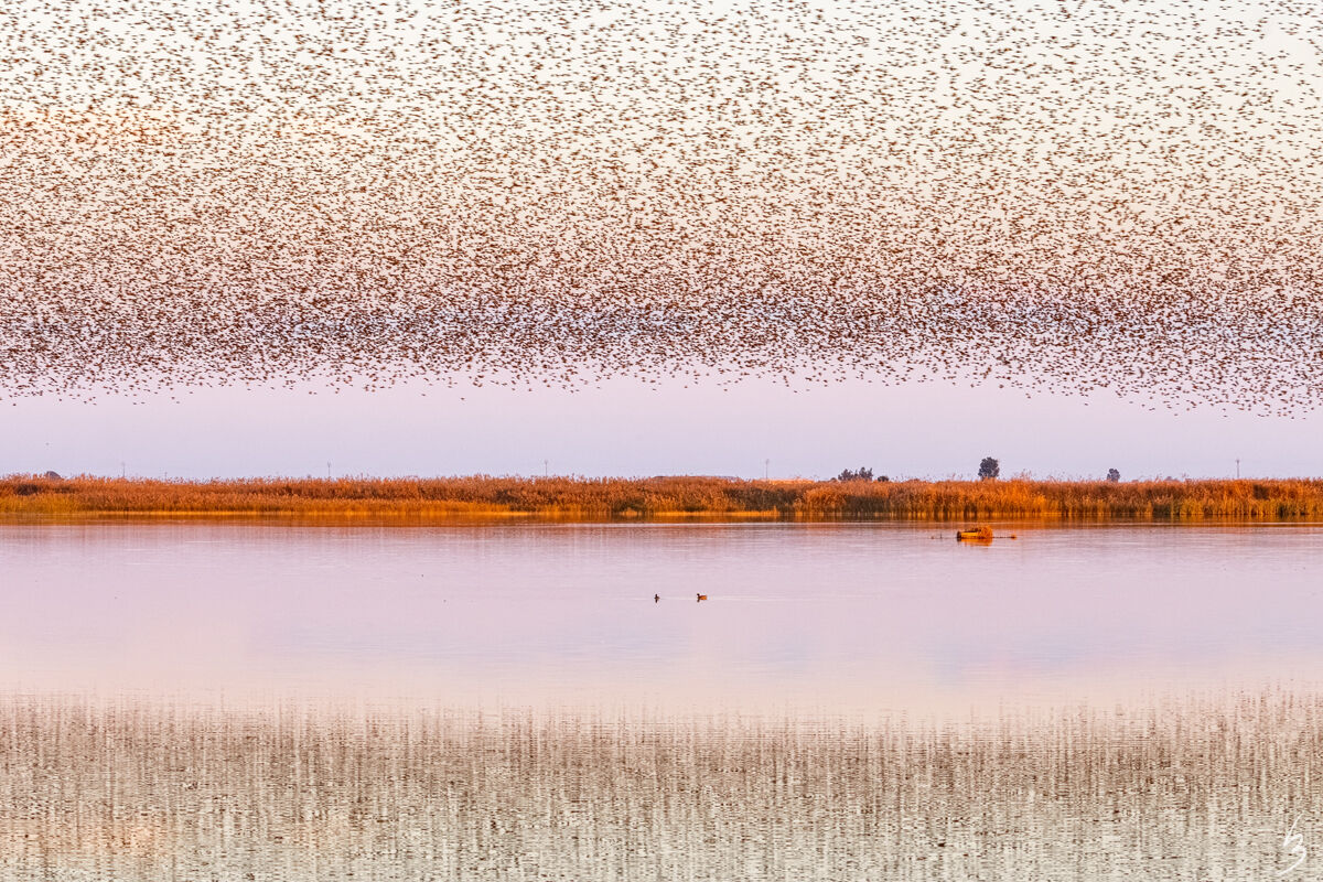 Passing starlings on a body of water