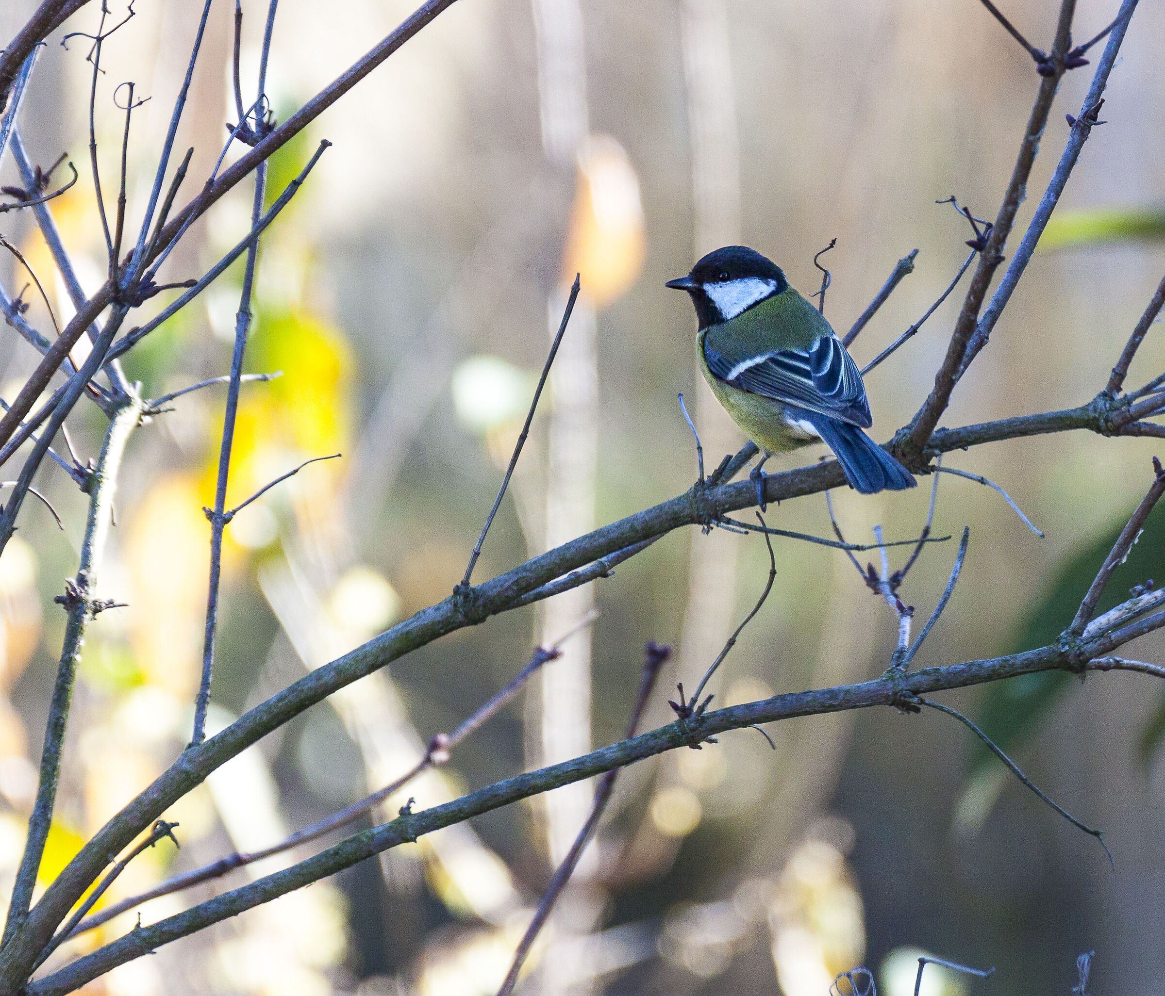 La vicina di casa, la Cincia