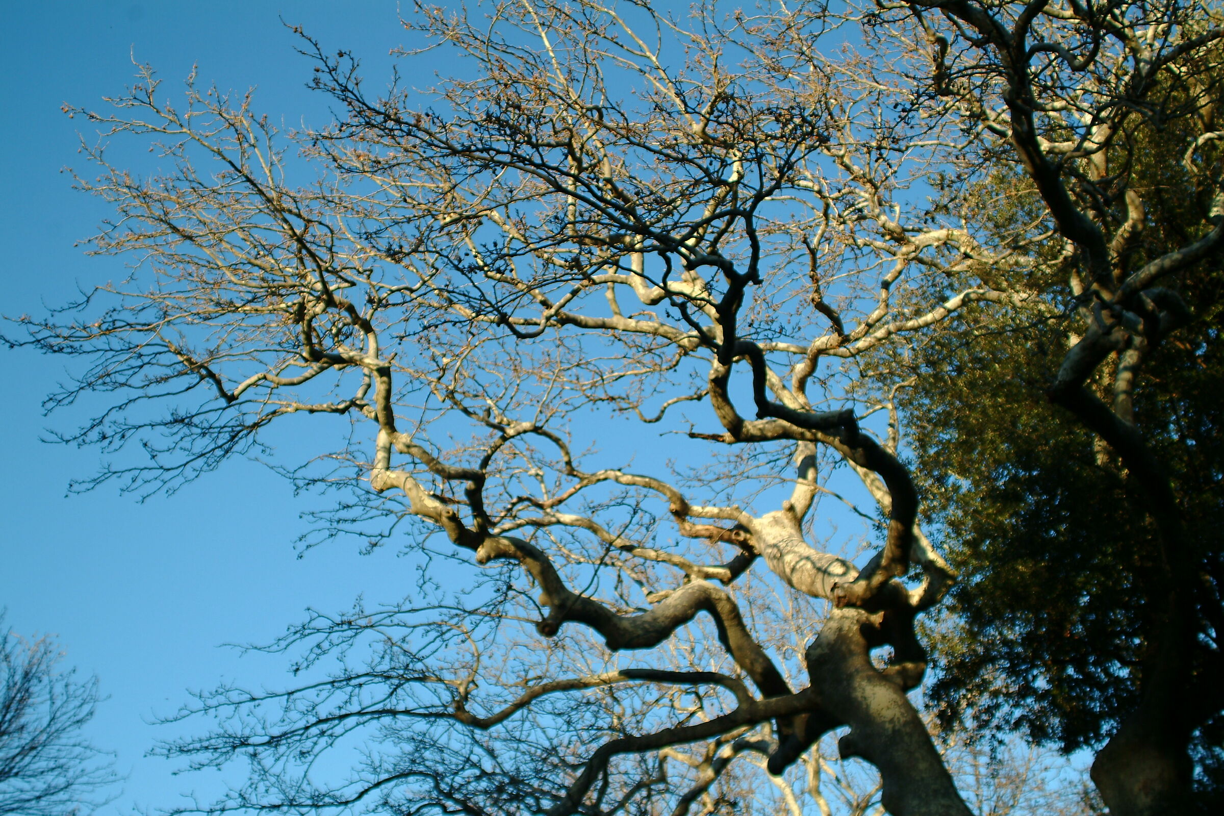 Bagnaia (vt), Villa Lante