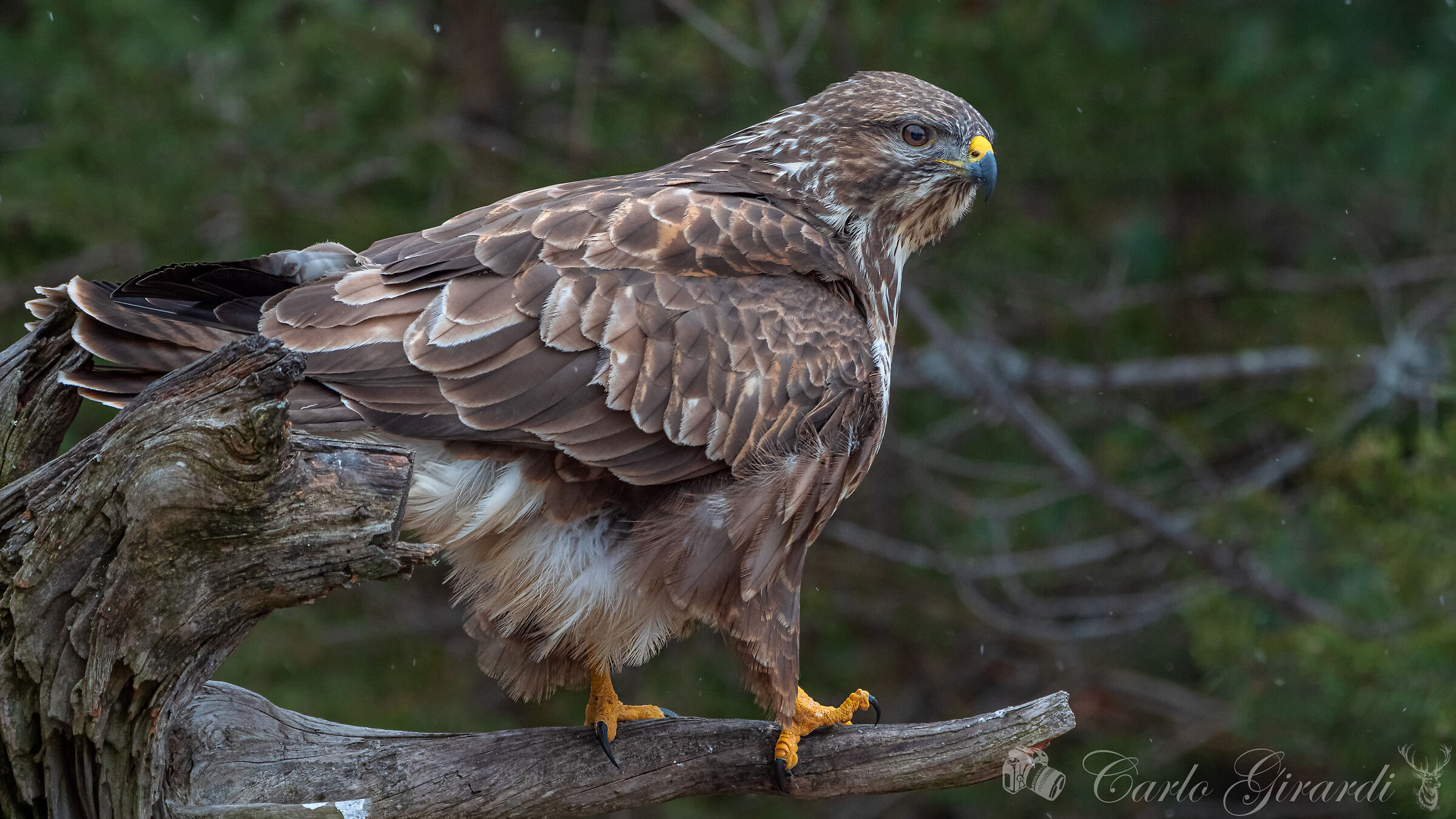 Buteo Buteo