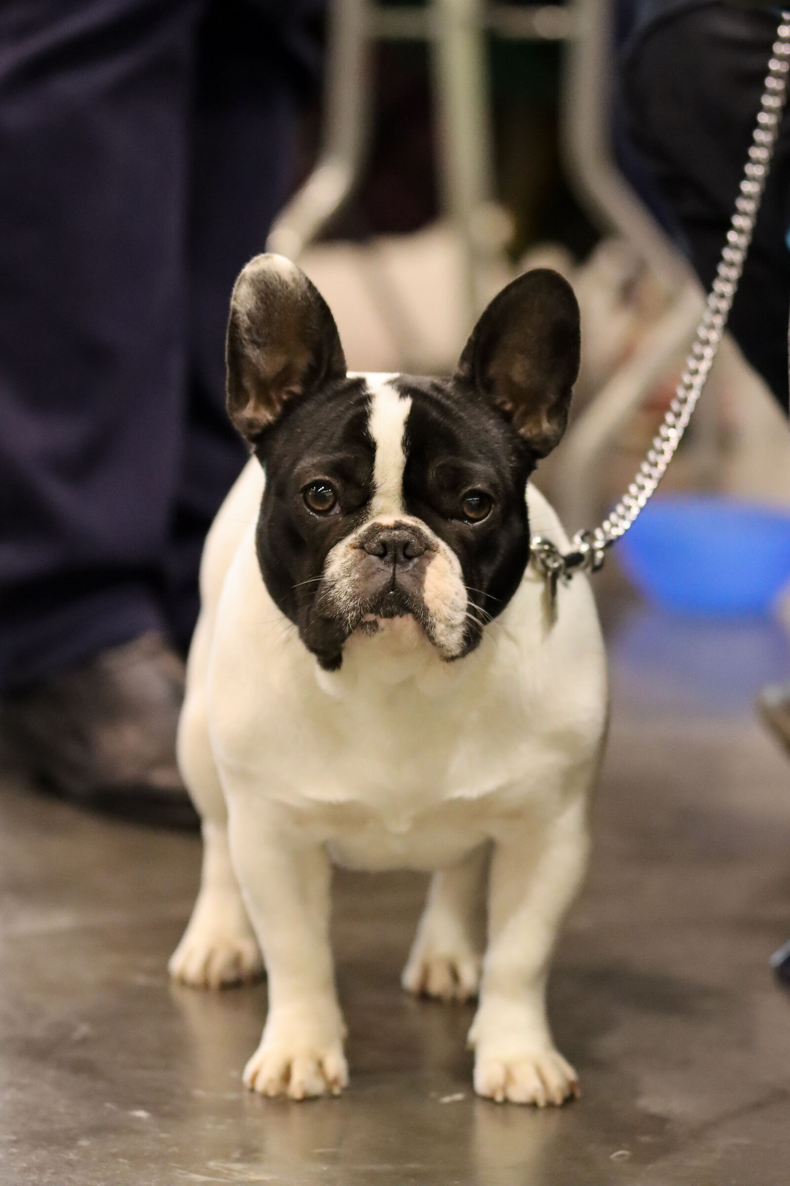 Expo Padua 2019 - Bouledogue French