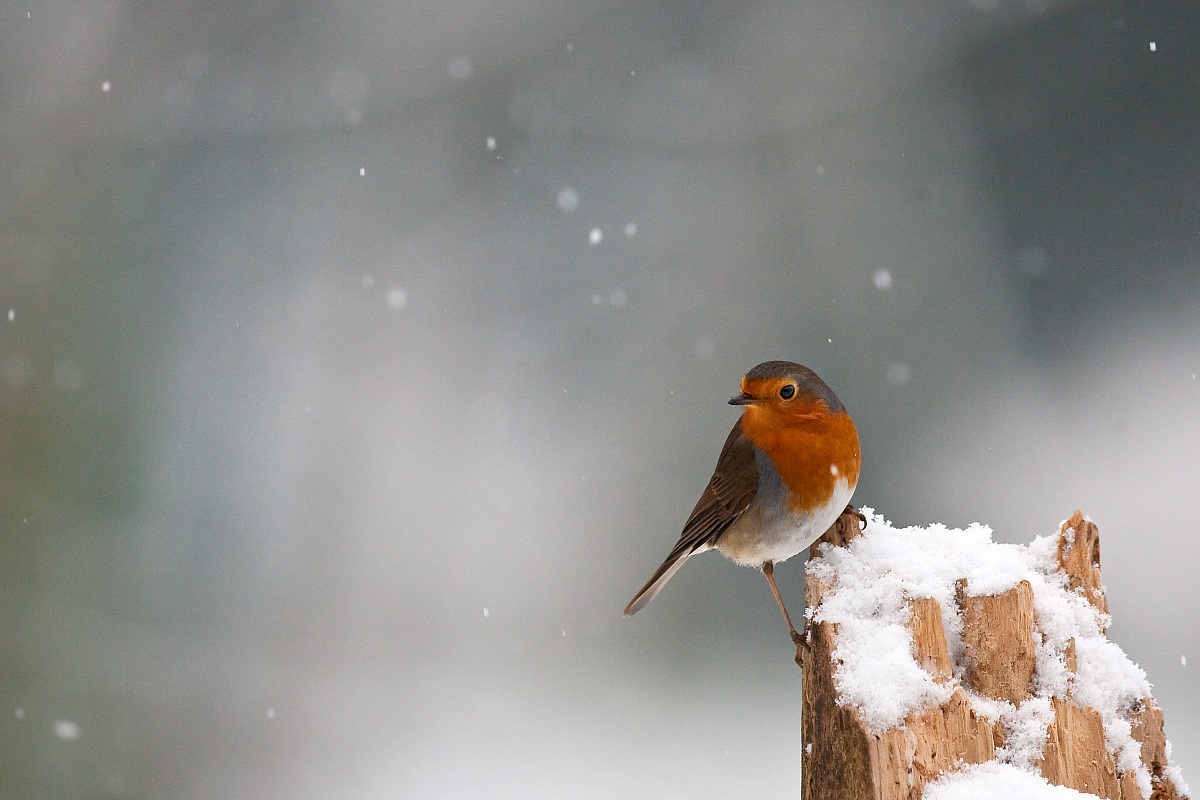 Pettirosso sotto la neve