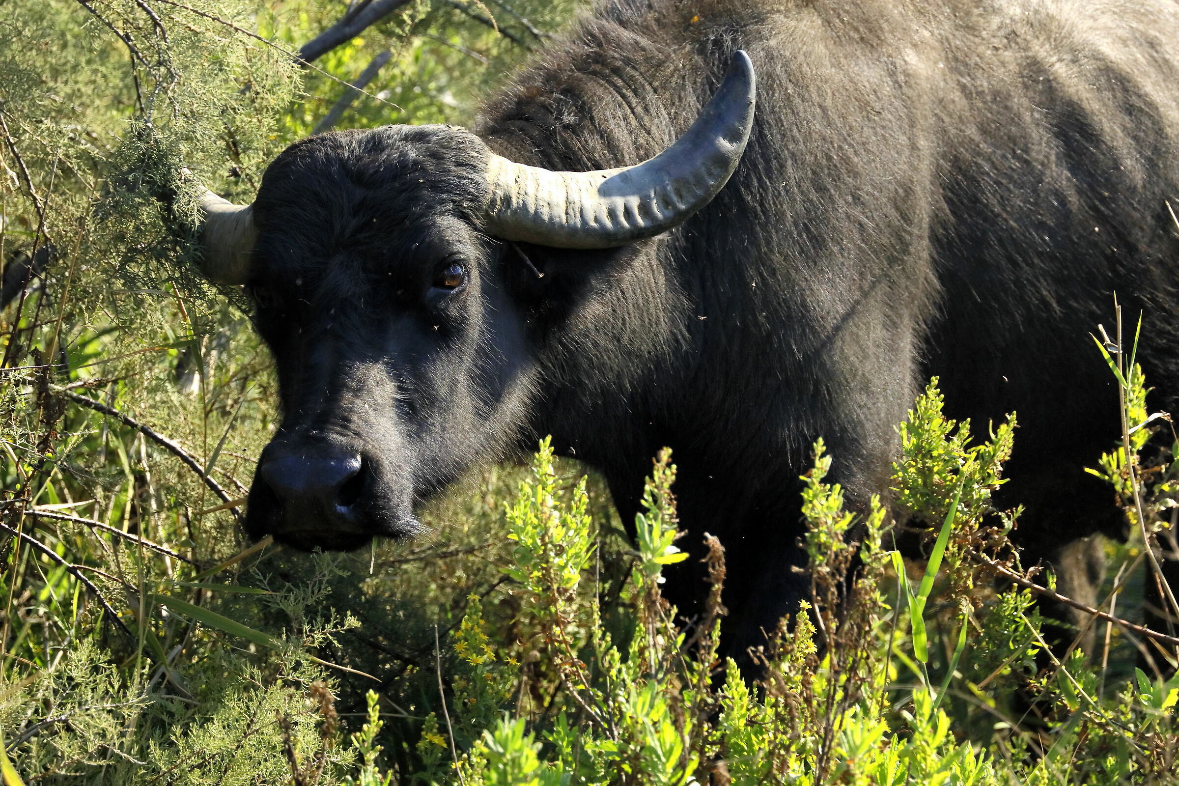 Incontri "ravvicinati"