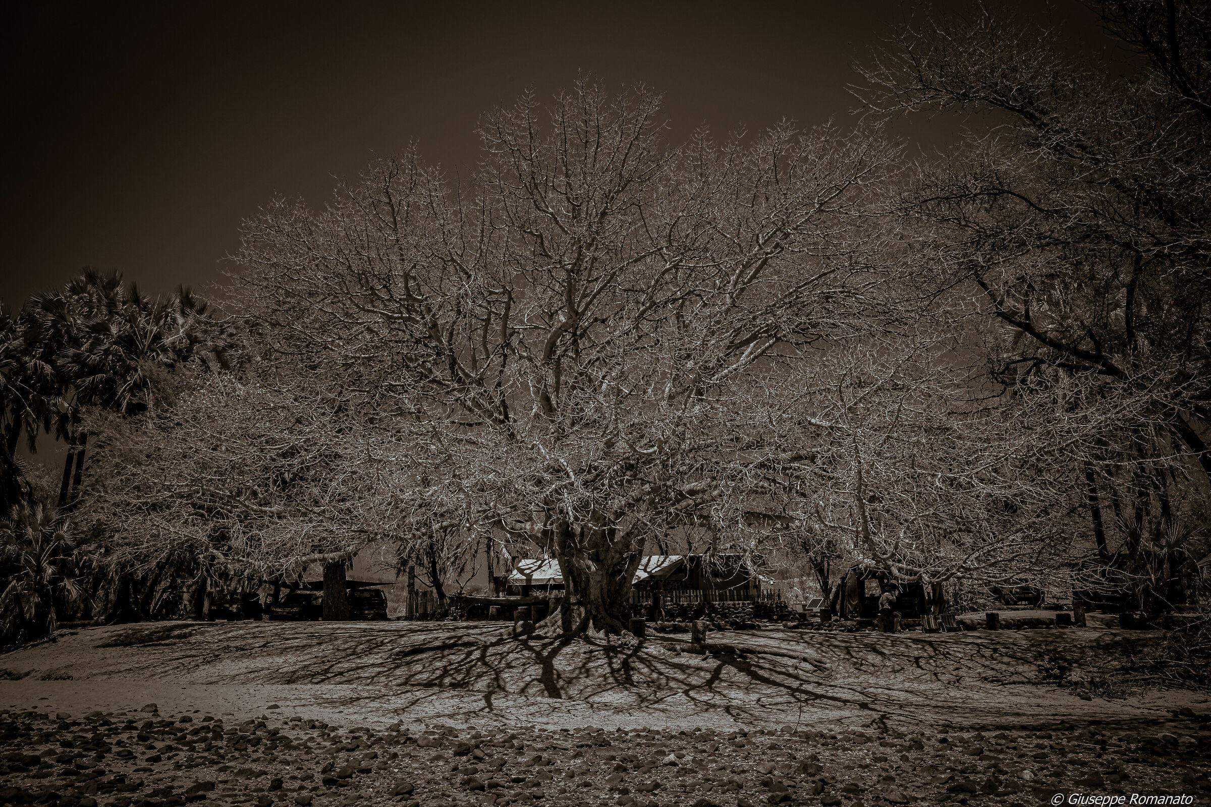 Albero nel deserto, Damaraland
