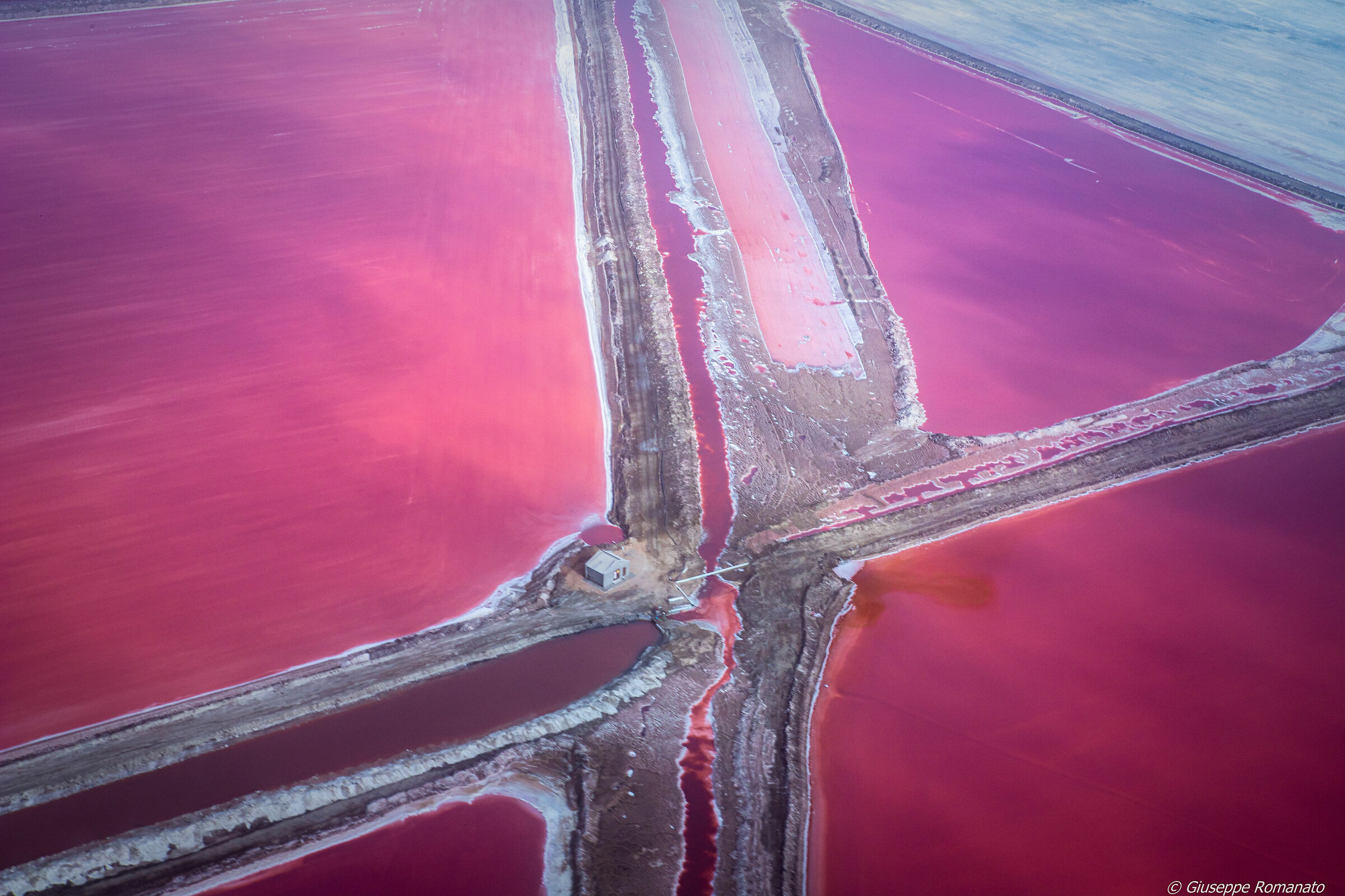Alghe rosso nell'oceano atlantico