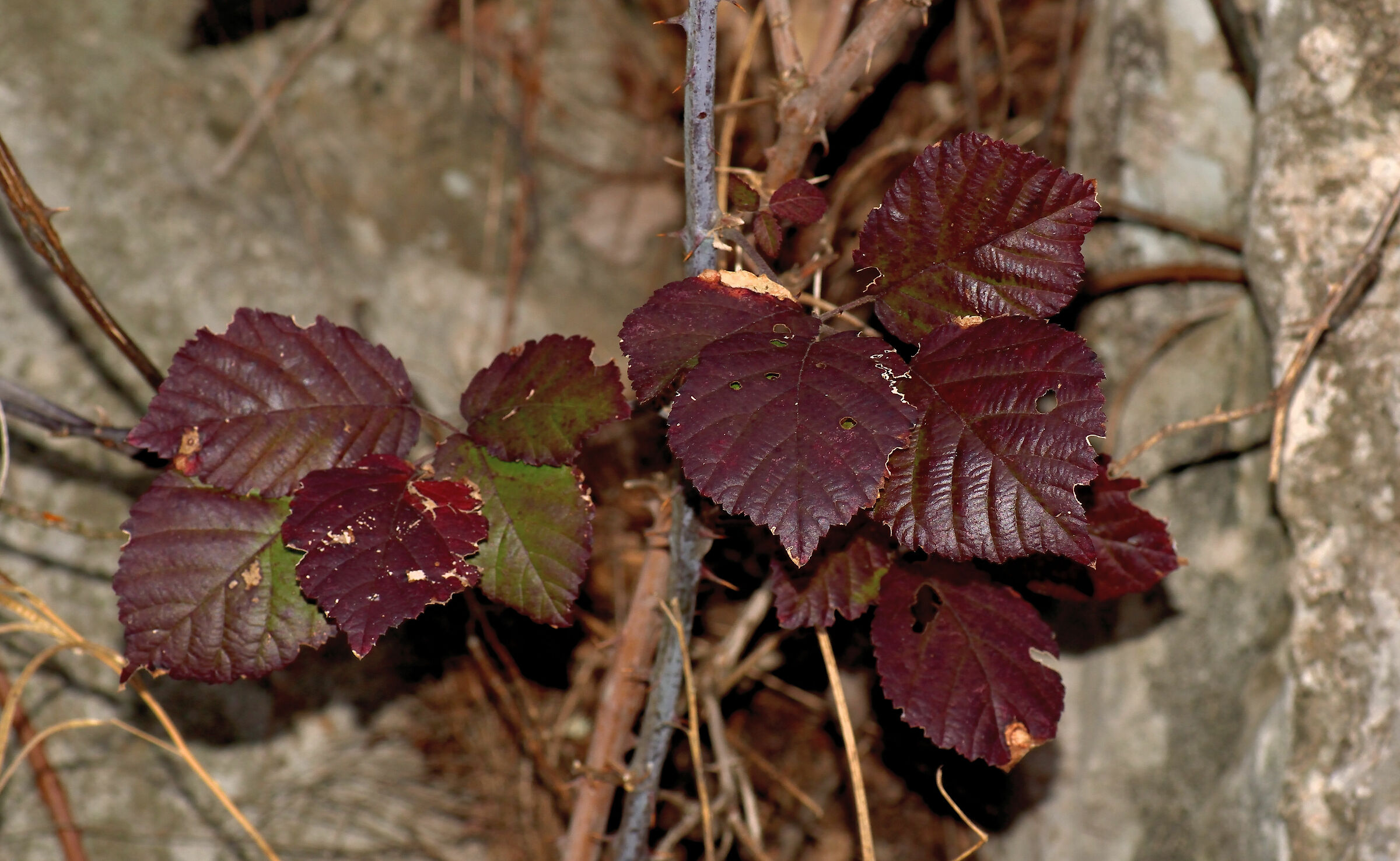 Autunno in gennaio avanzato
