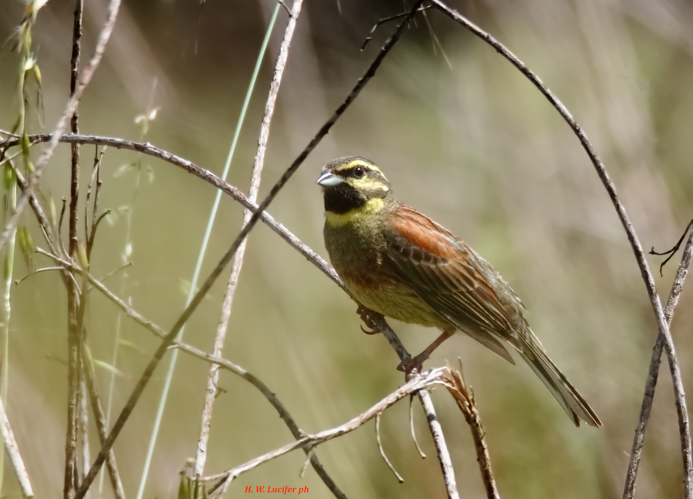 Il guardiano dei giganti