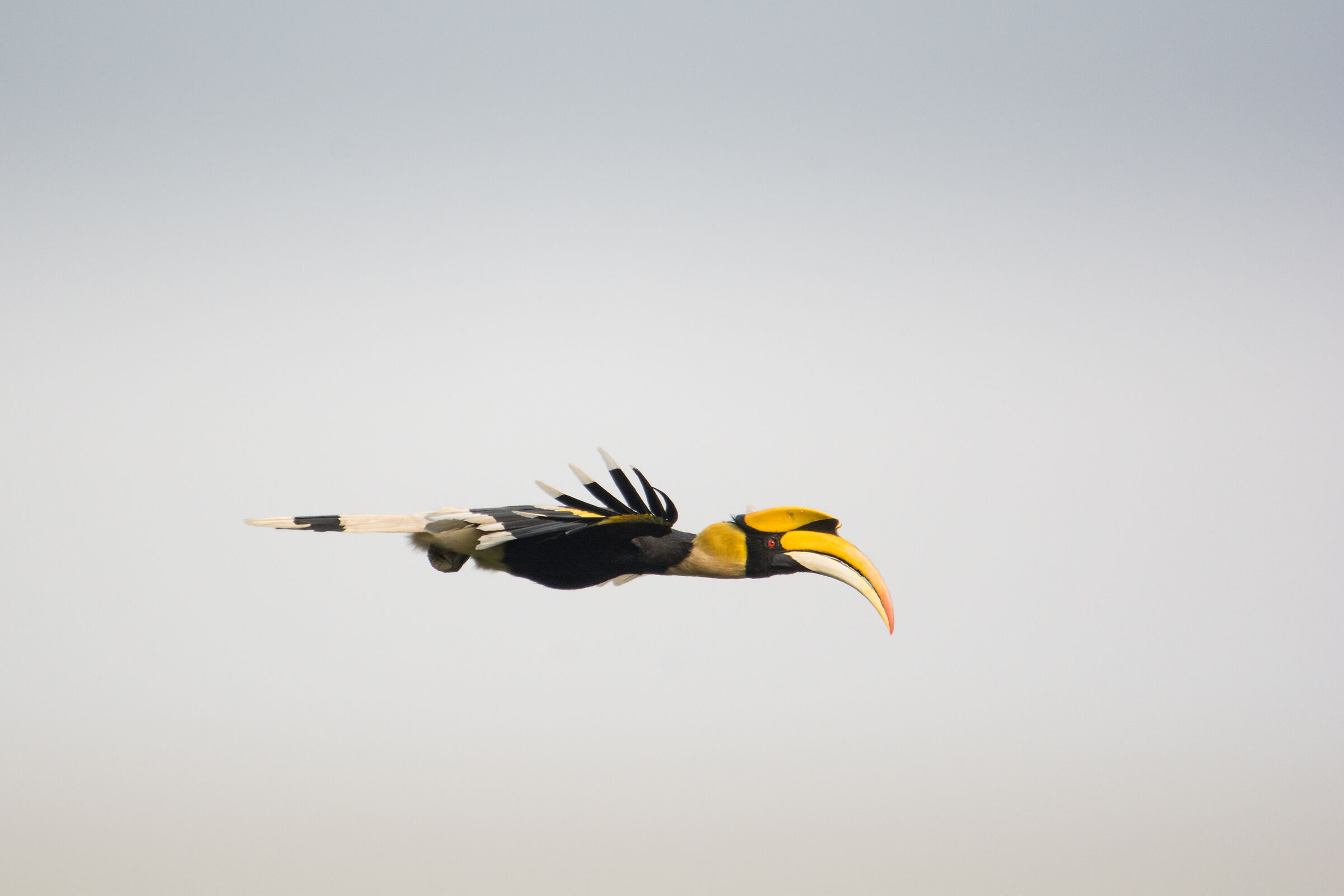 Great Hornbill - Flight