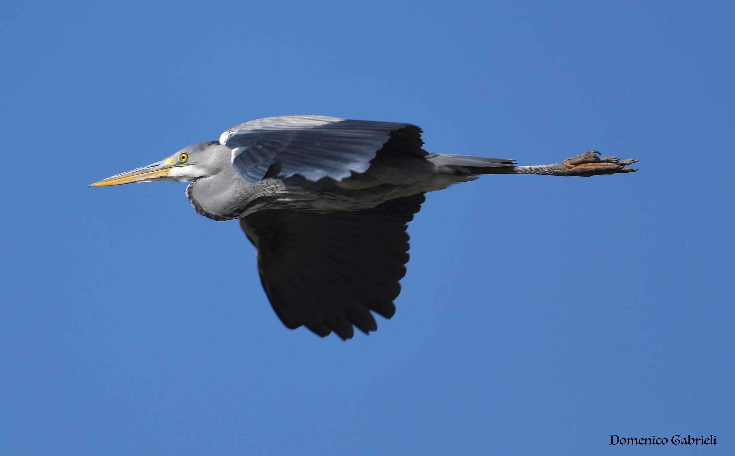 ash heron