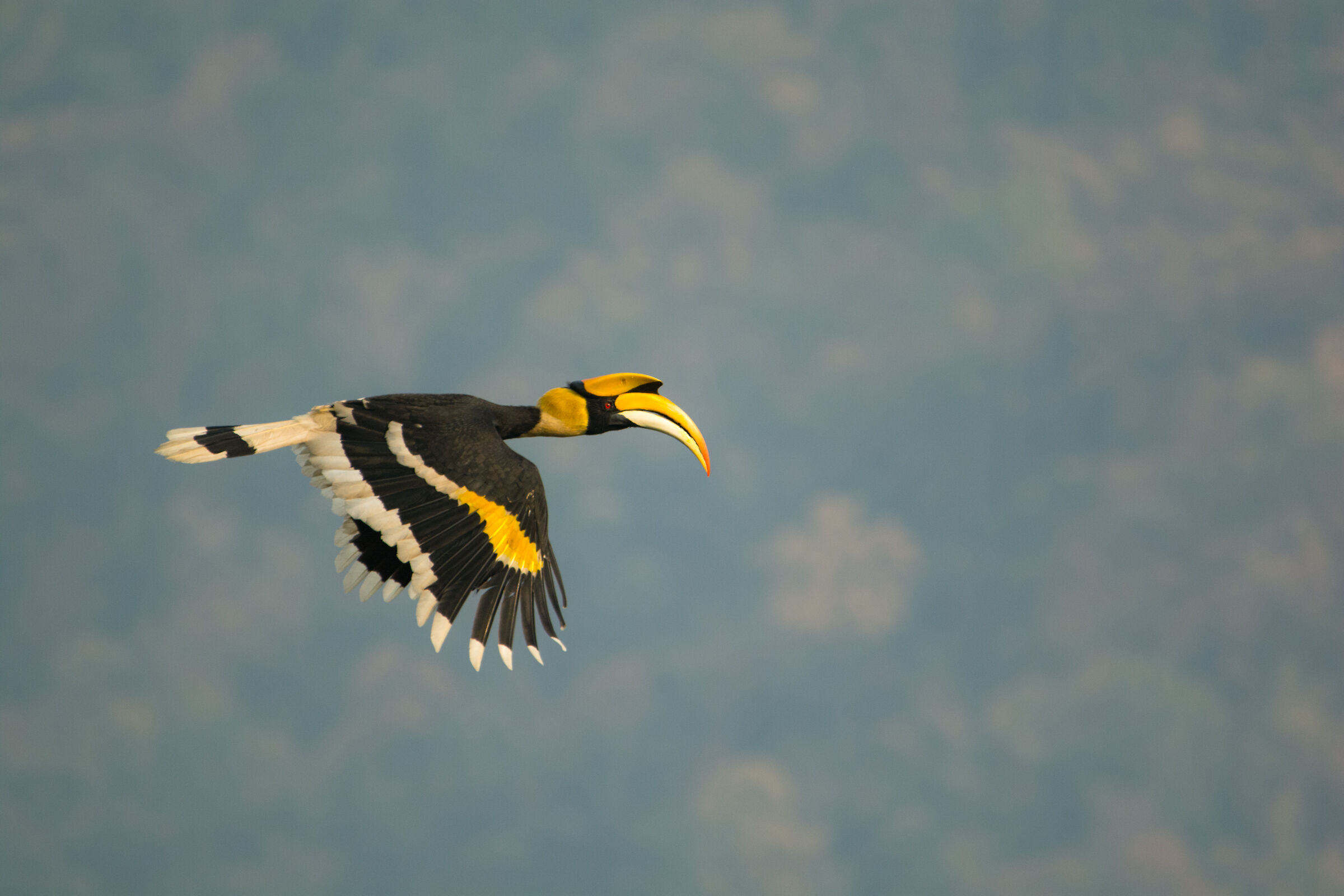 Great Hornbill - Flight