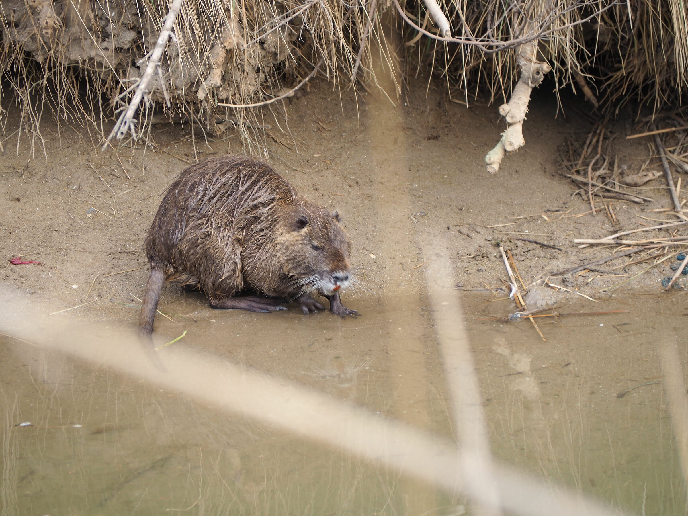 Nutria