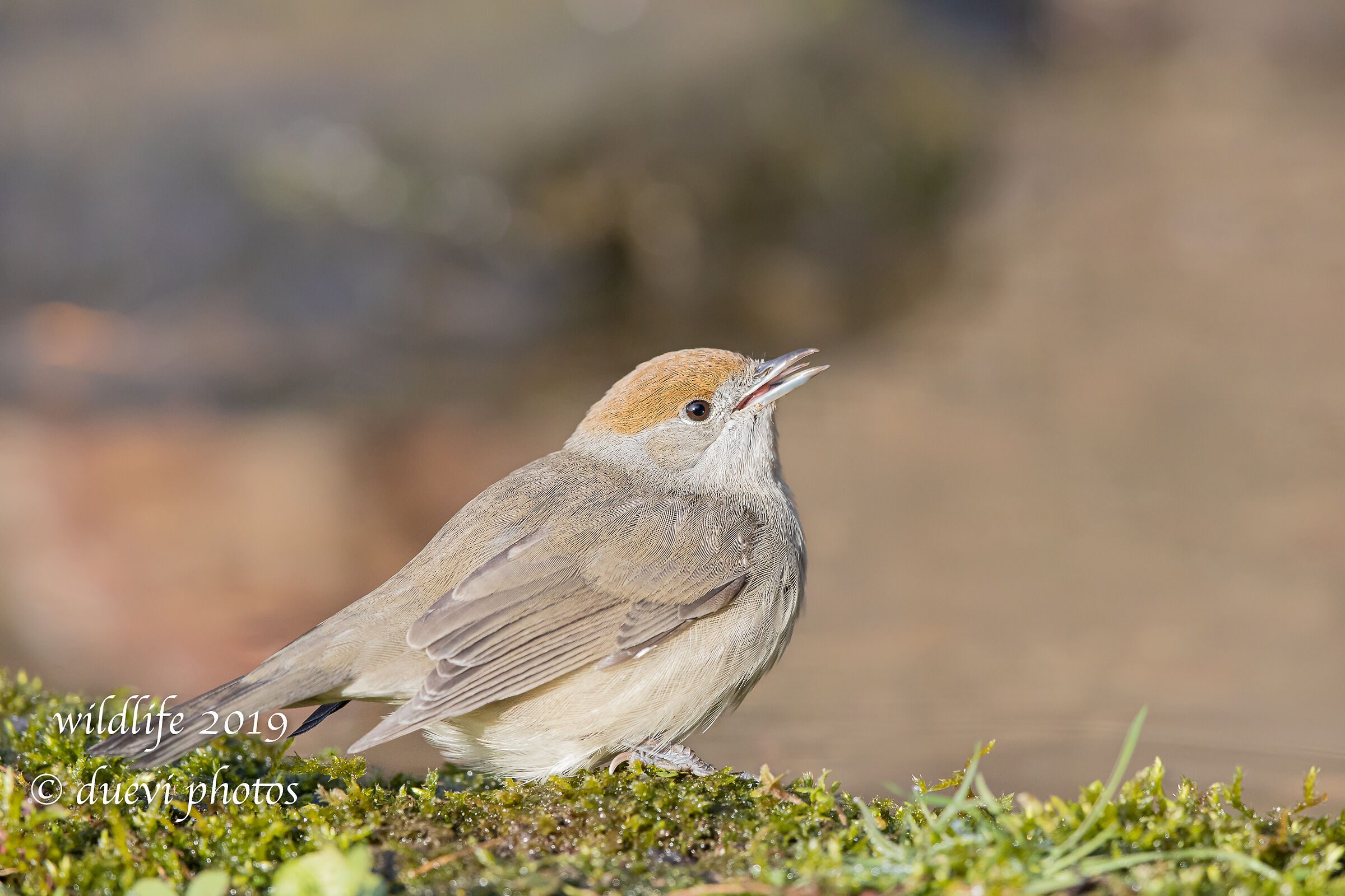 Capinera (f)- Sylvia atricapilla