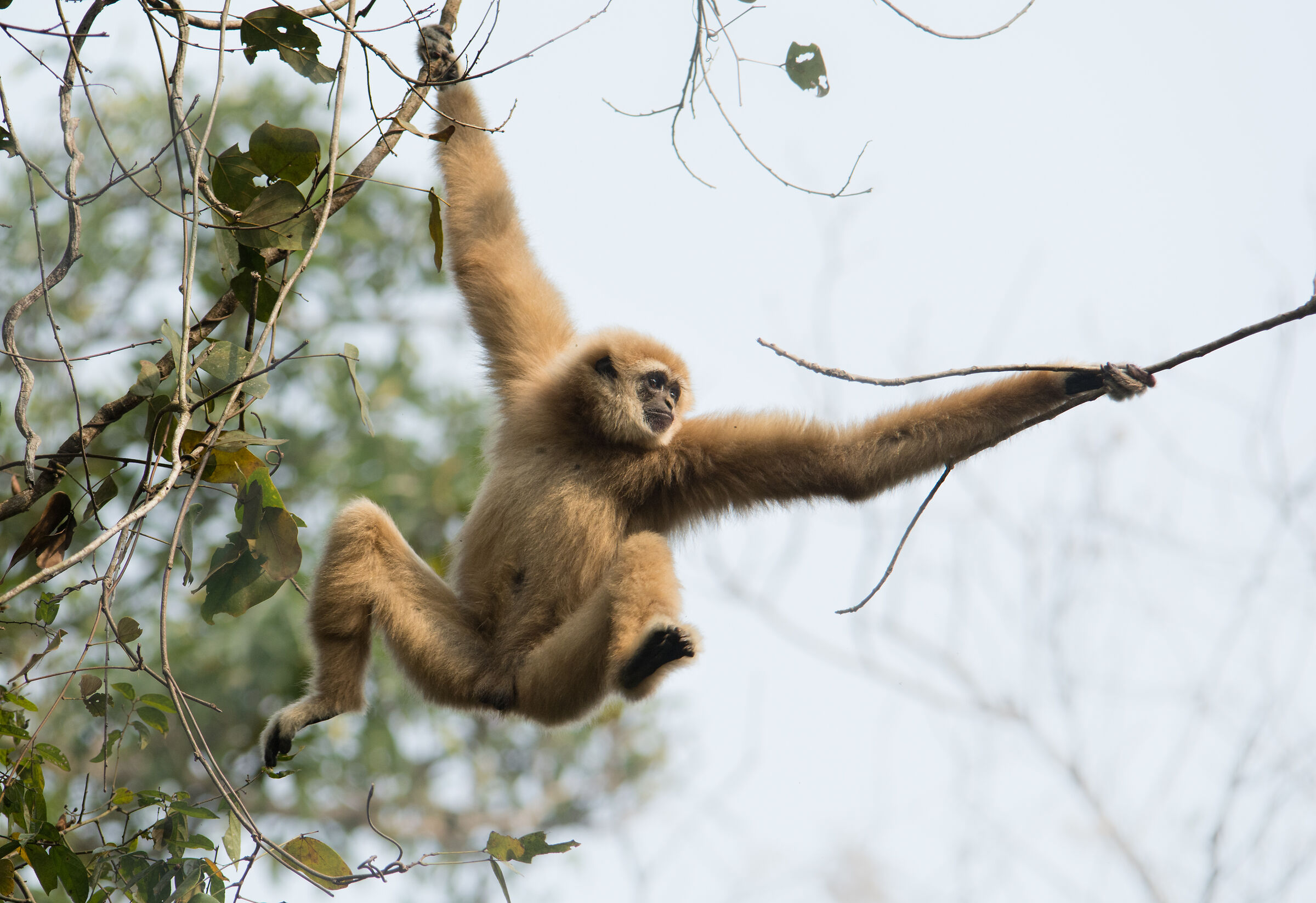 White handed gibbon - On the move