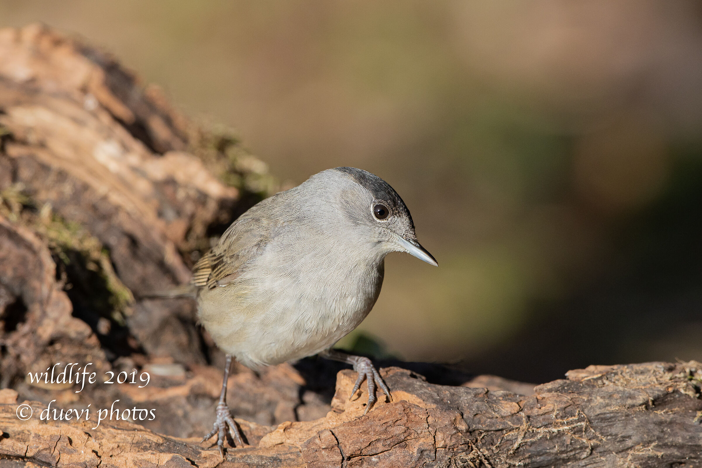 Capinera - Sylvia atricapilla